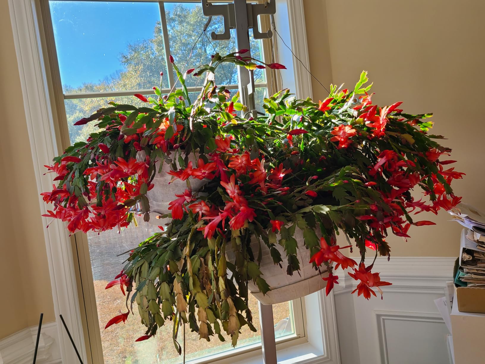 12 Inch Hanging Baskets 2 PC with Chains, Self-Watering Hanging Planters for Indoor Outdoor Plants, Plastic Hanging Flower Pots, Black customer photo 1