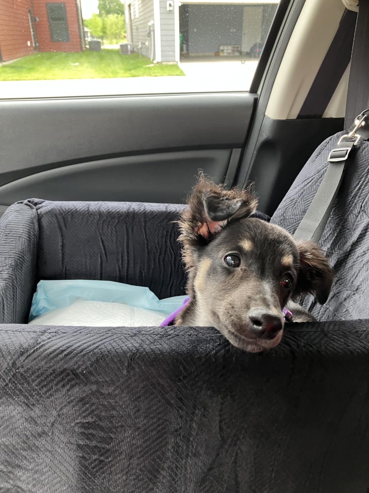 JOEJOY Dog Car Seats for Small Medium Dogs Under 35lbs, Dog Booster Seat with Detachable Washable Cover and Cushion, Memory Foam Pet Car Seat with Safety Belt and Storage Pockets (Black) customer photo 2