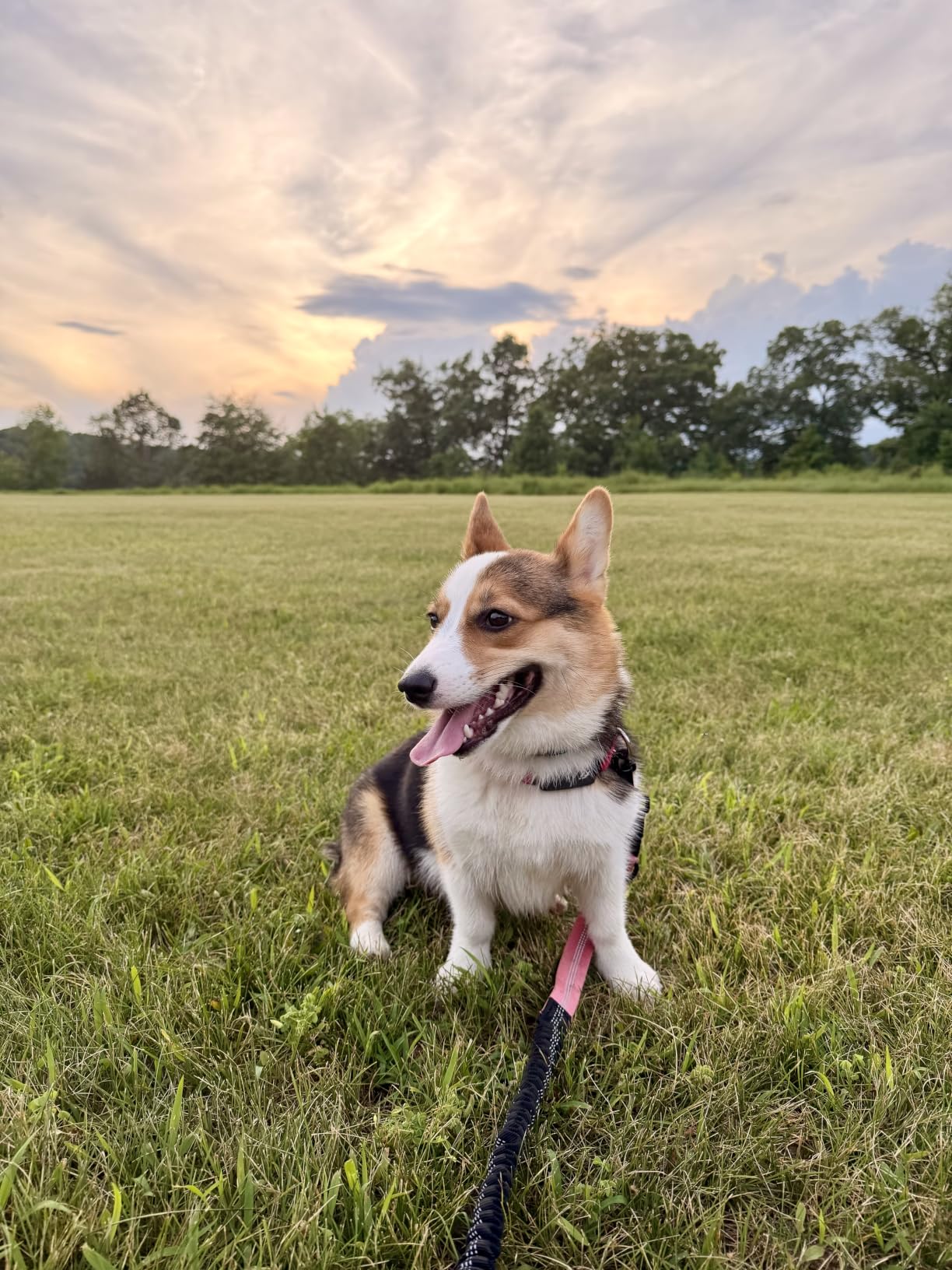Fi Series 3+ GPS + Health Dog Collar, Blue, Large, 6-Month Membership | Smart GPS dog collar with live tracking, health & behavior, Escape Alerts, LED light. Waterproof and Apple Watch compatible. customer photo 1