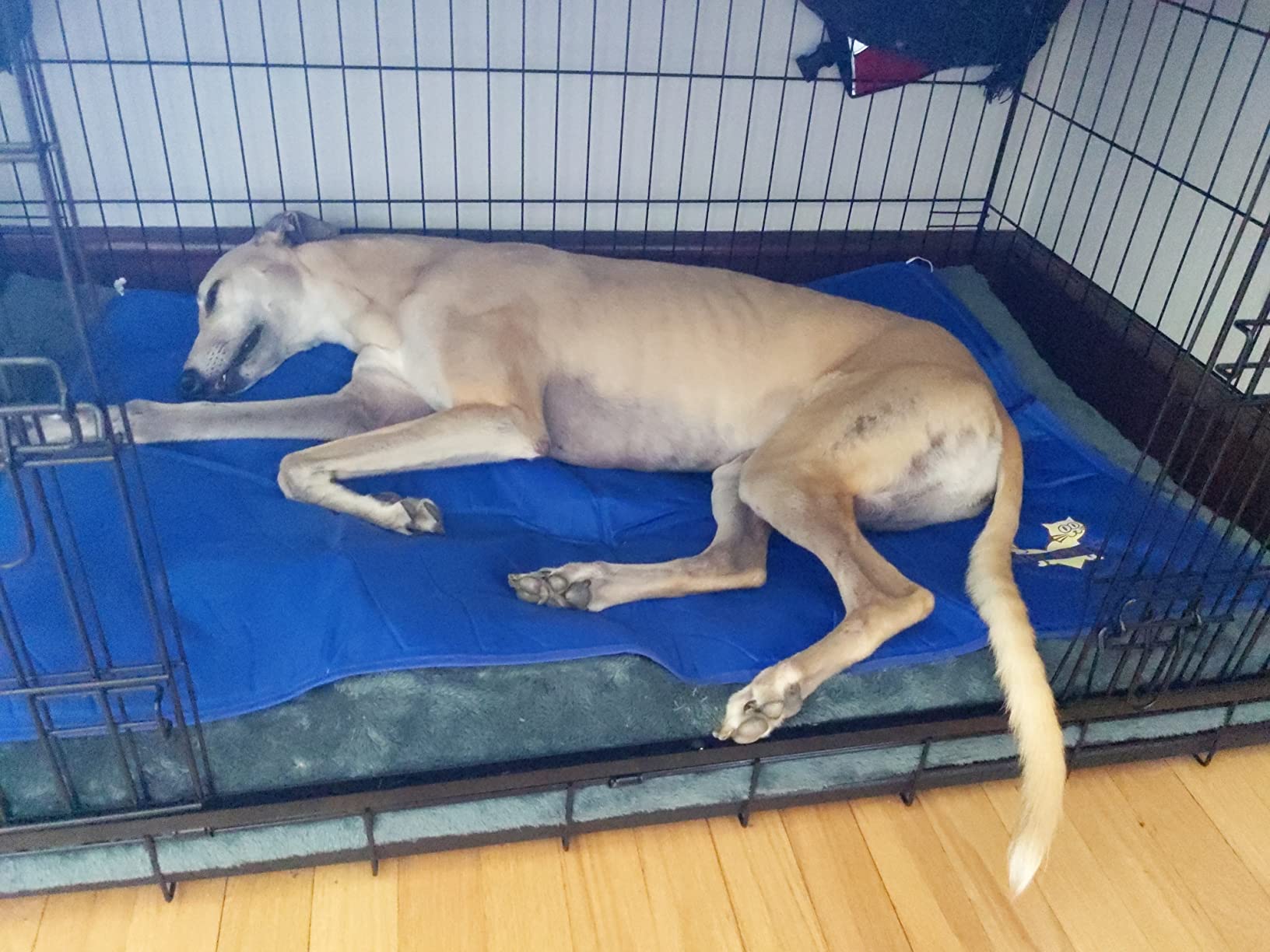Arf Pets Dog Self Cooling Pet Bed Solid Gel Based | Durable & Non-Toxic | Includes a Foam Based Bolster Bed for Extra Comfort | Pressure-Activated | No Water, Electricity, or Refrigeration Needed customer photo 2