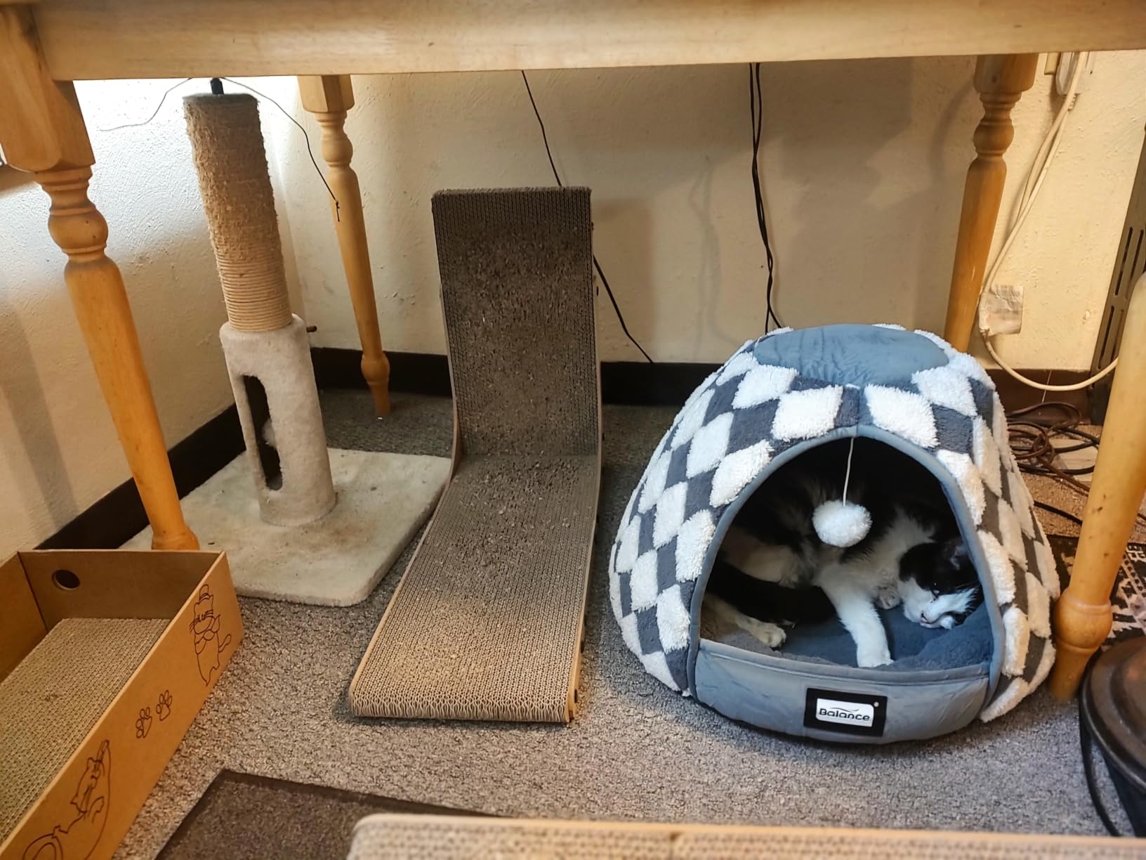 BALANCE Cat Beds for Indoor Cats, 2-in-1 Cat Bed Cave with Anti-Slip Bottom and Ultra-Soft Plush, Cozy Cats House Tent for Kittens and Small Dogs, 19 Inches, Blue customer photo 1