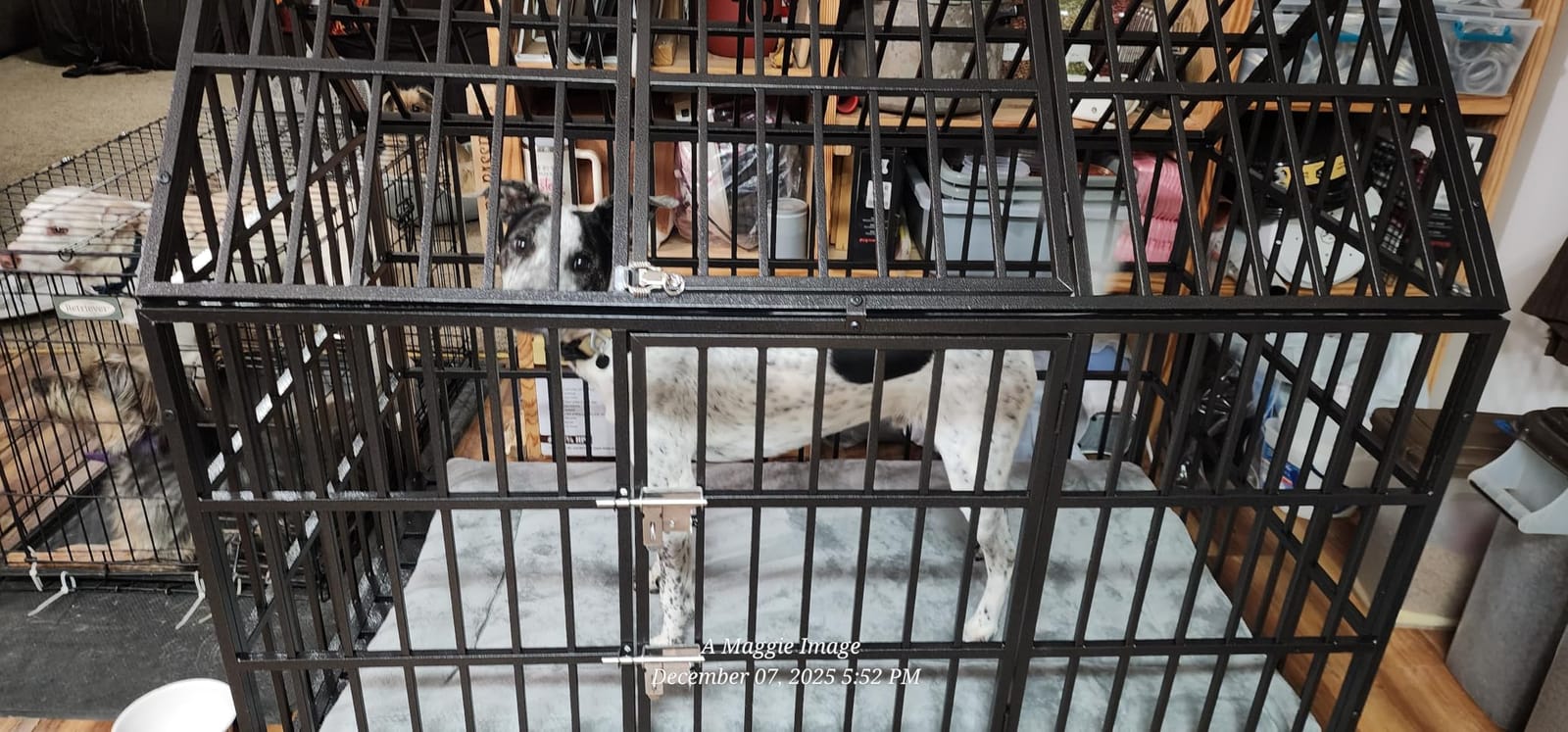 Heavy Duty Dog Crate 64