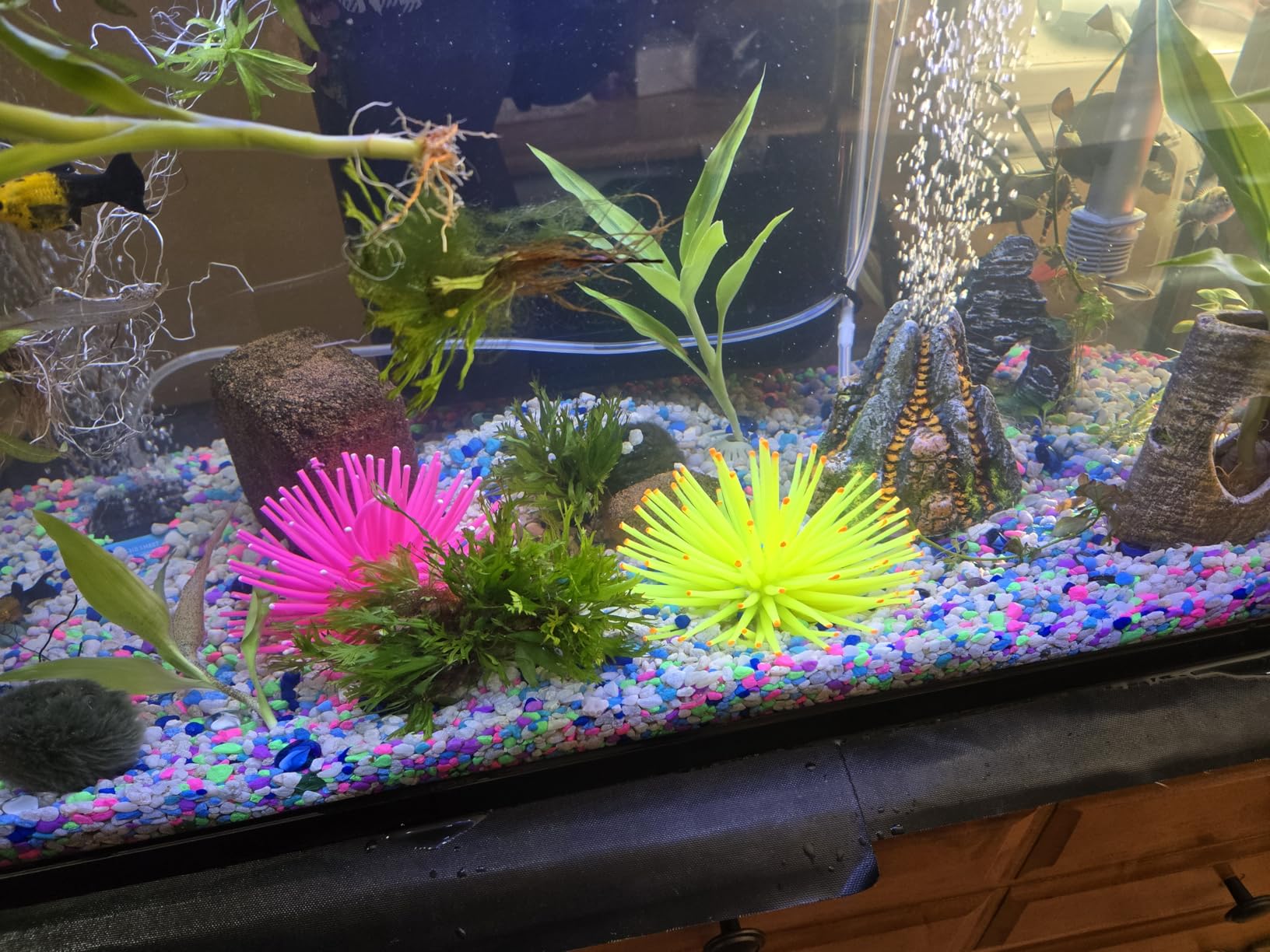GloFish Glass Aquarium Kit, 20 Gallons, Includes Premium Blue, LED Light Stick & Integrated Filtration, Perfect for Beginners or Seasoned Hobbyists, Seamless, Curved Design customer photo 1