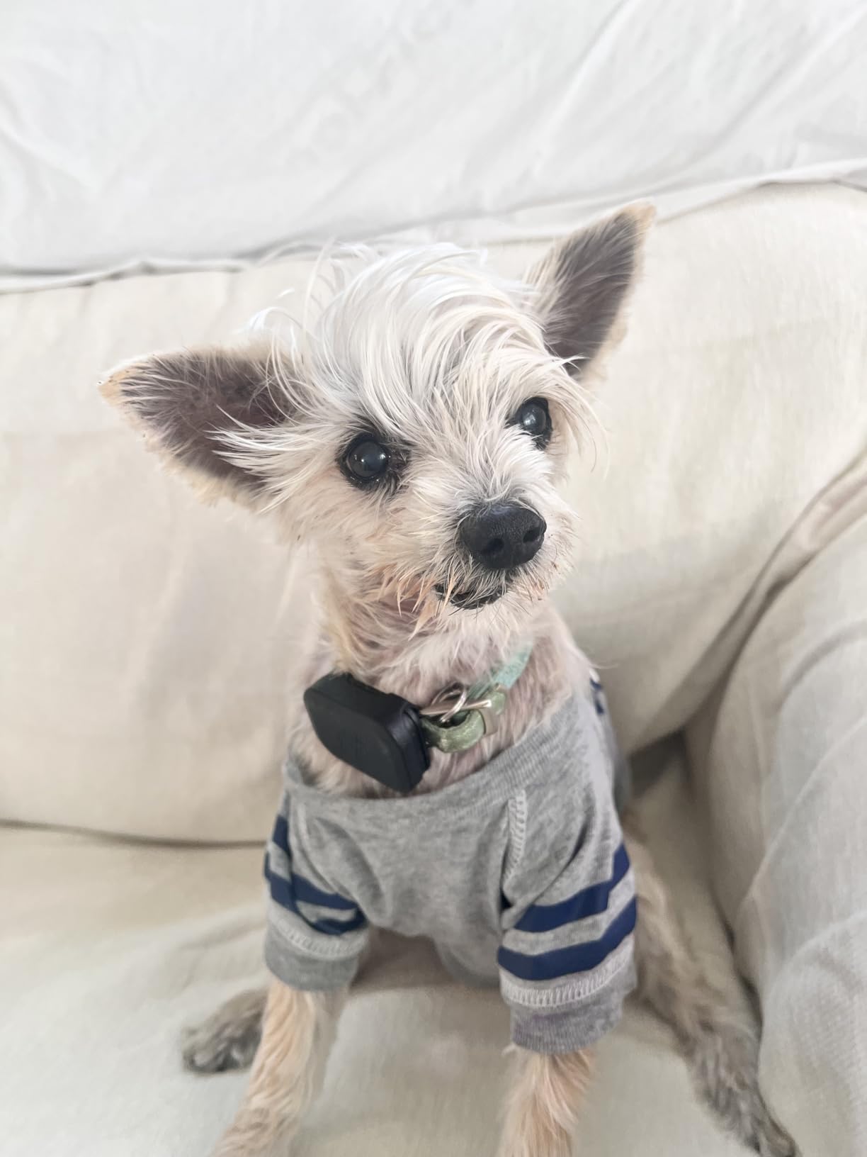 Fi Mini Attachable GPS + Health Tracker for Dogs, 6-Month Membership | Smart GPS collar attachment with virtual fences, escape alerts, health and step tracking. Lightweight and waterproof. customer photo 1