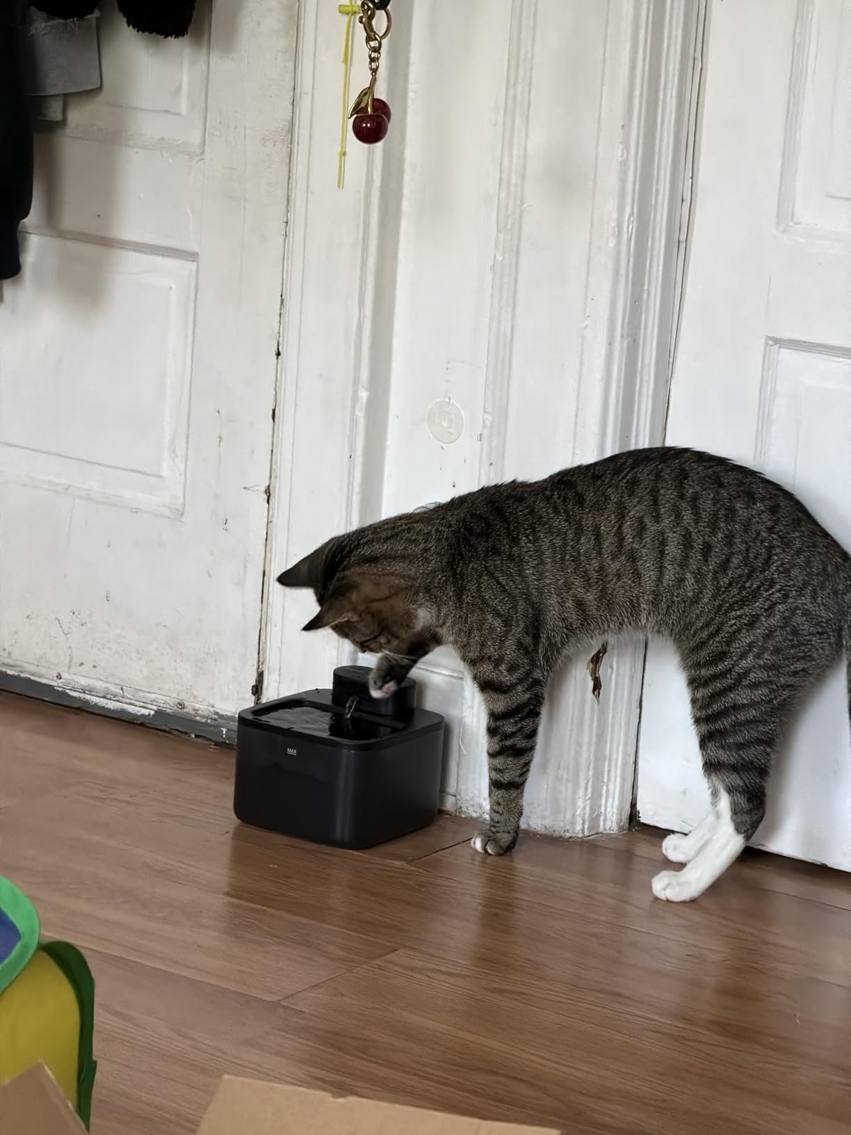 oneisall 2.2L/74oz Wireless Cat Water Fountain | True Cordless,Ultra Quiet SilentFlow Pump,3 Flow Modes,Easy to Clean(3-Piece Design),4000mAh Rechargeable,5-Layer Filter customer photo 2