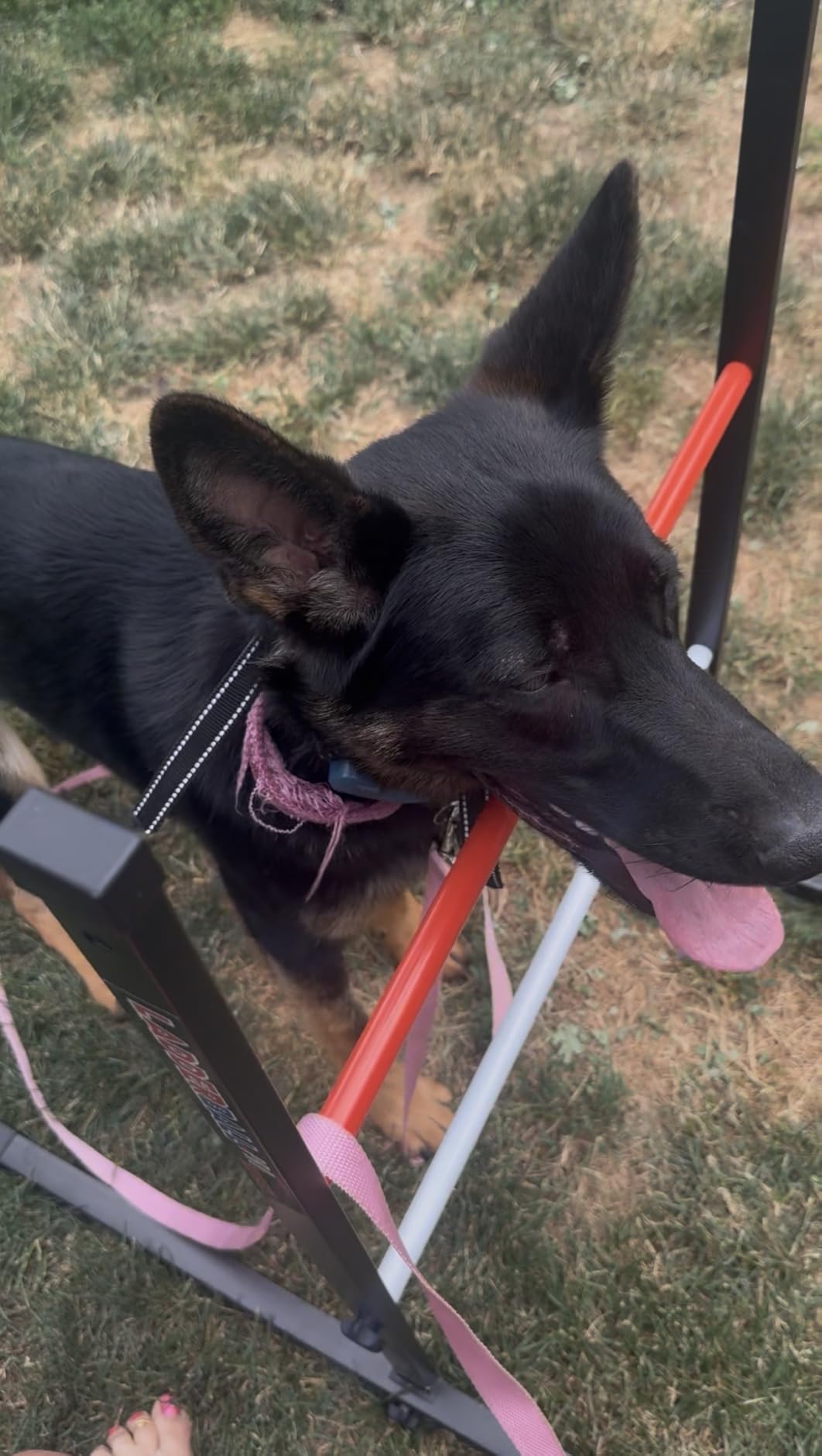 Dog Training Collar 4500FT with Security Lock - Rechargeable Waterproof Dog Shock Collar with Remote for Small Medium Large Dogs, 3 Training Modes Beep Vibration and Shock(1-99) (No Harm to Dogs) customer photo 2