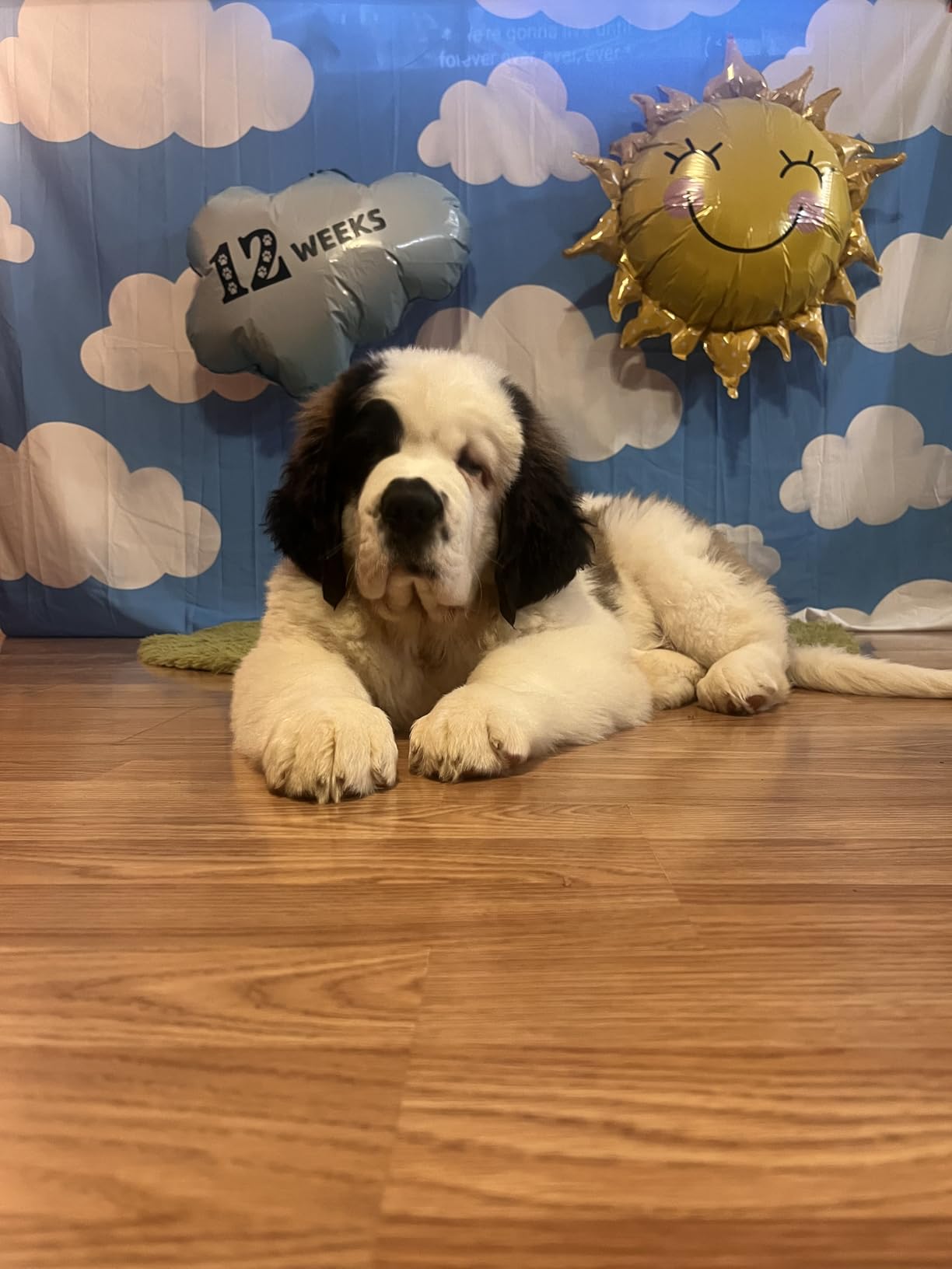 Pecute 7-in-1 Dog Grooming Vacuum & Dryer for Heavy Shedding, 10000Pa Suction, Adjustable Suction & Temp, Home & Salon Use, 55dB Low Noise, 1.7L Dust Cup customer photo 1