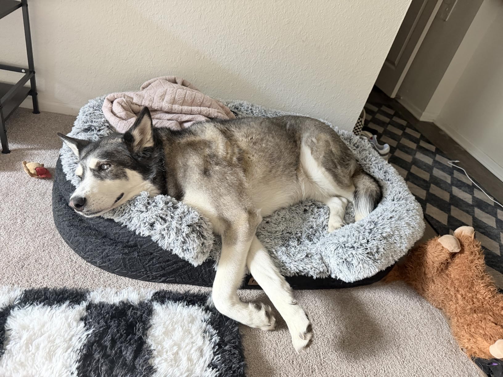 Fluffy Orthopedic Dog Beds Large Sized Dog, 43