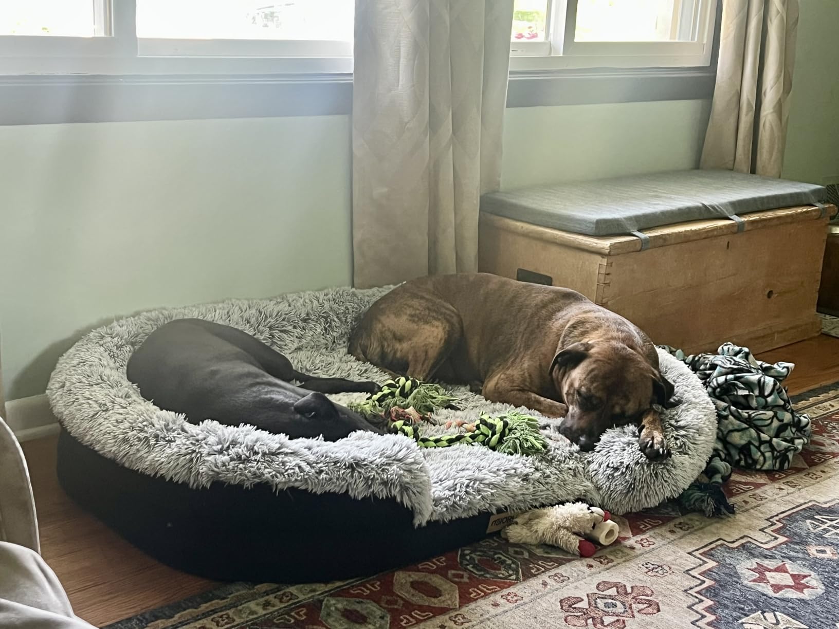Fluffy Orthopedic Dog Beds Large Sized Dog, 43