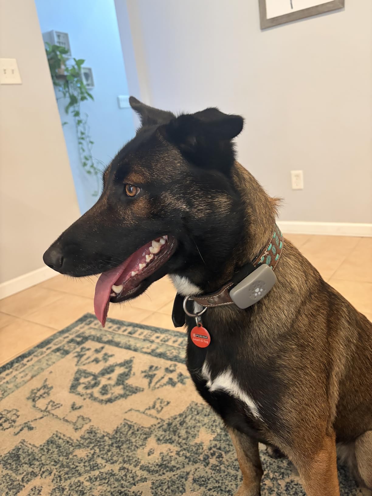 Dog GPS Tracker Powered by Purina, Waterproof Real Time Tracking GPS Dog Collar, Downloadable App, Subscription Required customer photo 1