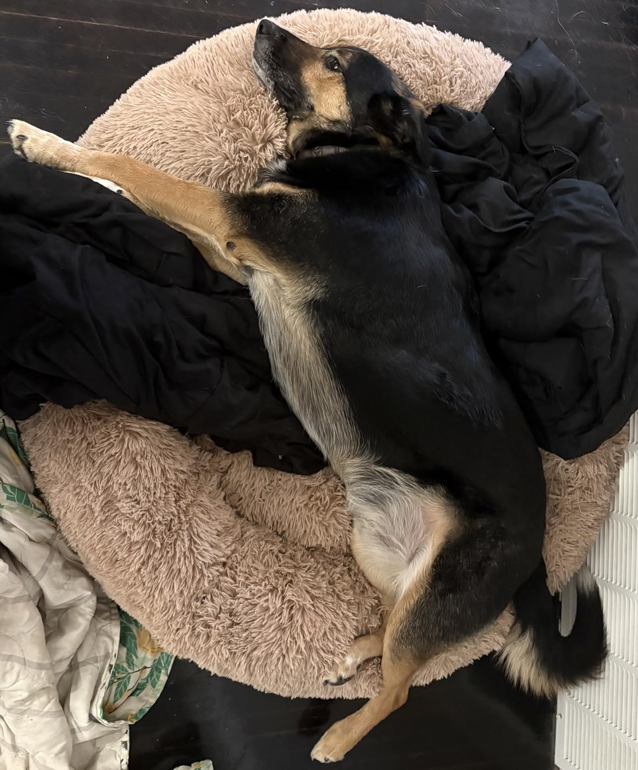 Bedsure SupportMax Calming Dog Beds Large Sized Dog Washable Pet Bed, 36in Dark Grey - 420GSM Plush Fluffy Donut Round, Thick Supportive, Removable Cover, Anti-Slip, Anti-Anxiety, for Big Dogs Up to 80 Lbs customer photo 2