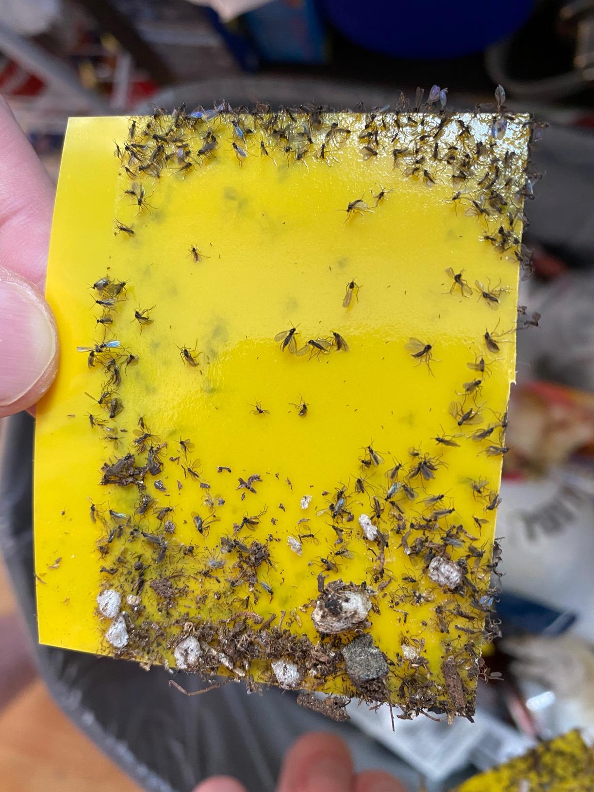 Outdoor Disposable Yellow Jacket & Wasp Traps 8 Pack | Carpenter Bee Traps for Outside, Yellow Jacket Trap, Hornet Traps, Wasp Killer Catcher for Outdoor Yard Garden customer photo 2