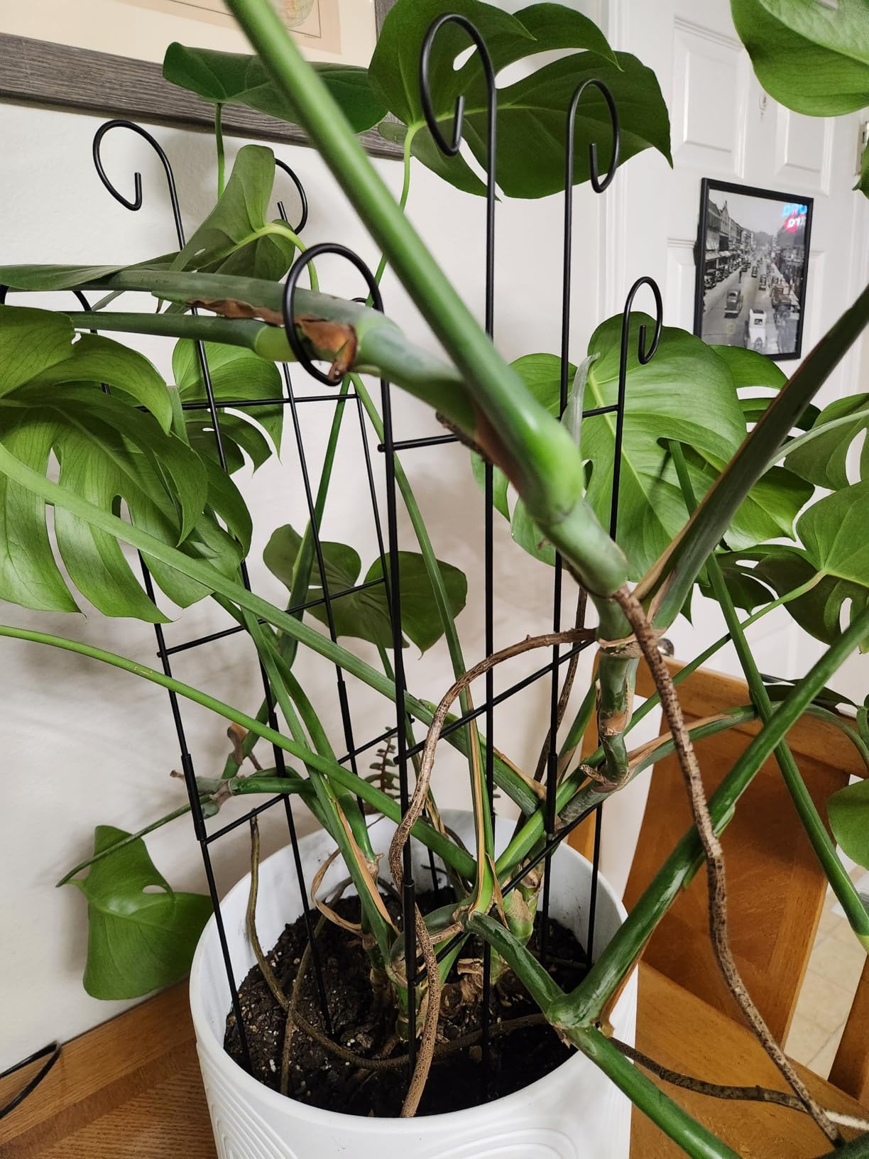 Trellis for Climbing Plants Indoor, 4 Pack 31'' Metal Plant Trellis Indoor for Potted Plants, Sturdy Plant Support Outdoor for Ivy Pothos Monstera Hoya Flower Vine, Wave Shape customer photo 1