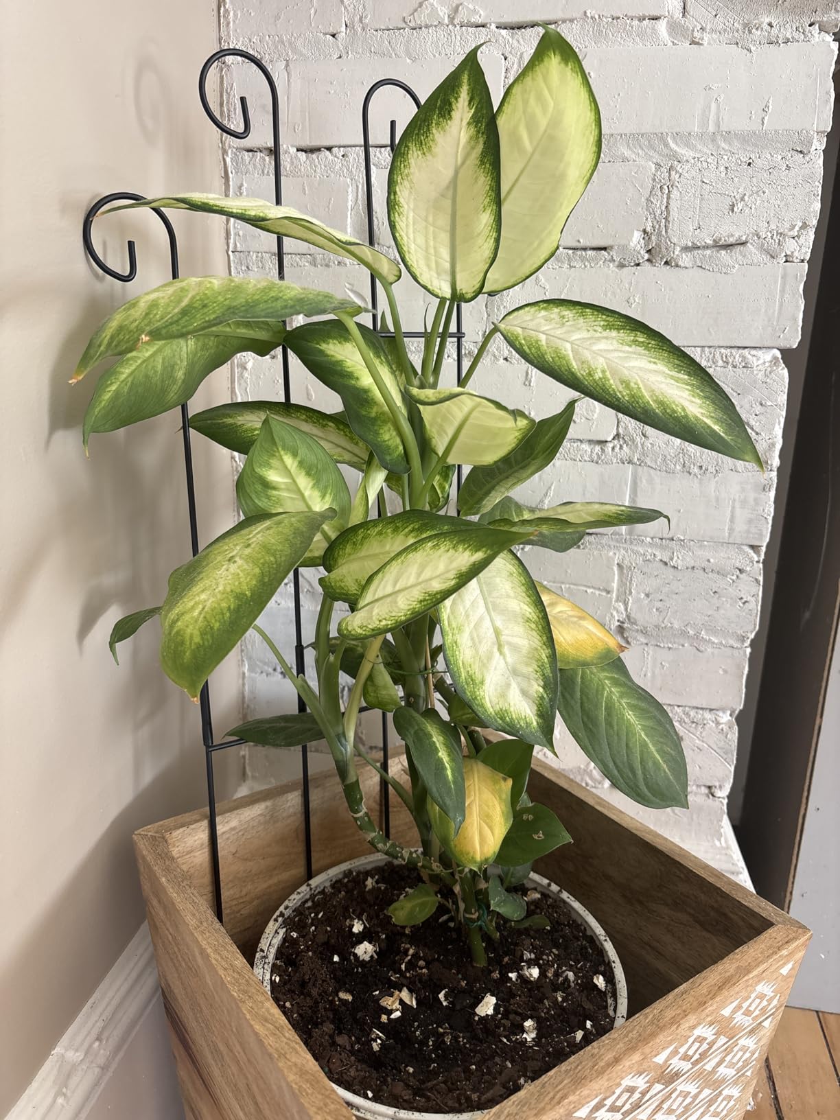 Trellis for Climbing Plants Indoor, 4 Pack 31'' Metal Plant Trellis Indoor for Potted Plants, Sturdy Plant Support Outdoor for Ivy Pothos Monstera Hoya Flower Vine, Wave Shape customer photo 2