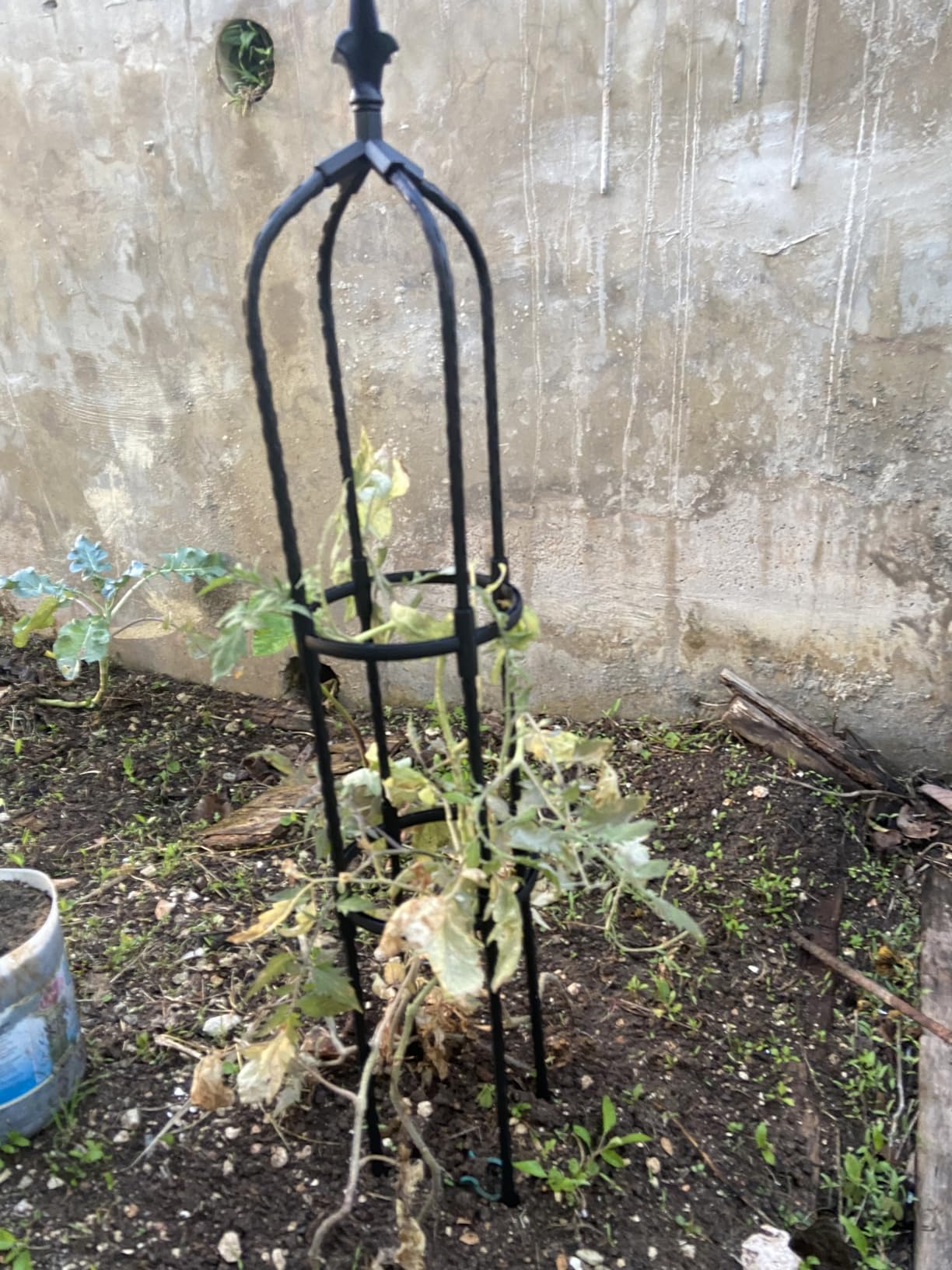6.3FT, 100% Metal Thickened Garden Obelisk Trellis for Climbing Plants | 16mm Thick Steel Tubes, Sturdy Garden Trellis for Climbing Vines, Plant Support Stands for Potted Plants, Clematis, 1 Pack customer photo 2