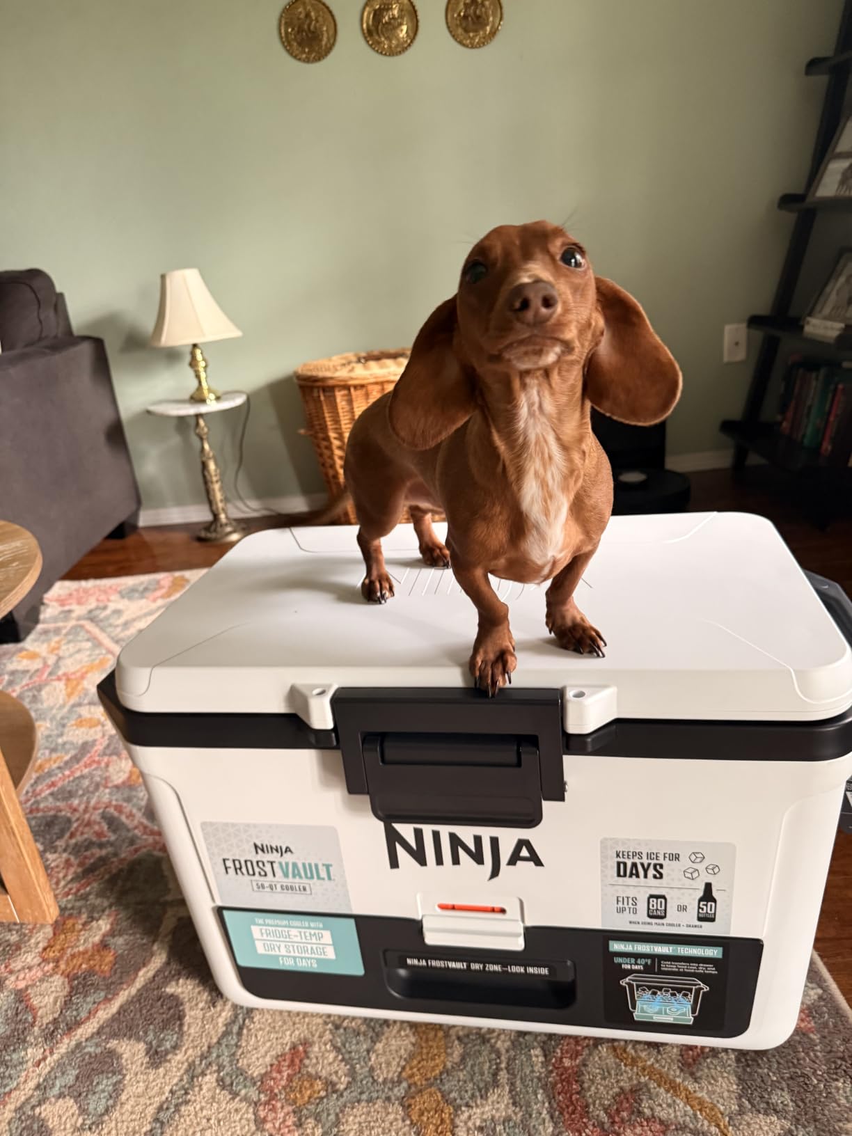 Ninja FrostVault 30qt Hard Cooler with Dry Zone | Integrated Fridge-Temp Dry Storage Drawer | Premium Heavy-Duty Insulated Cooler | Keeps Ice Cold for Days | True Red | FB131RD1 customer photo 2