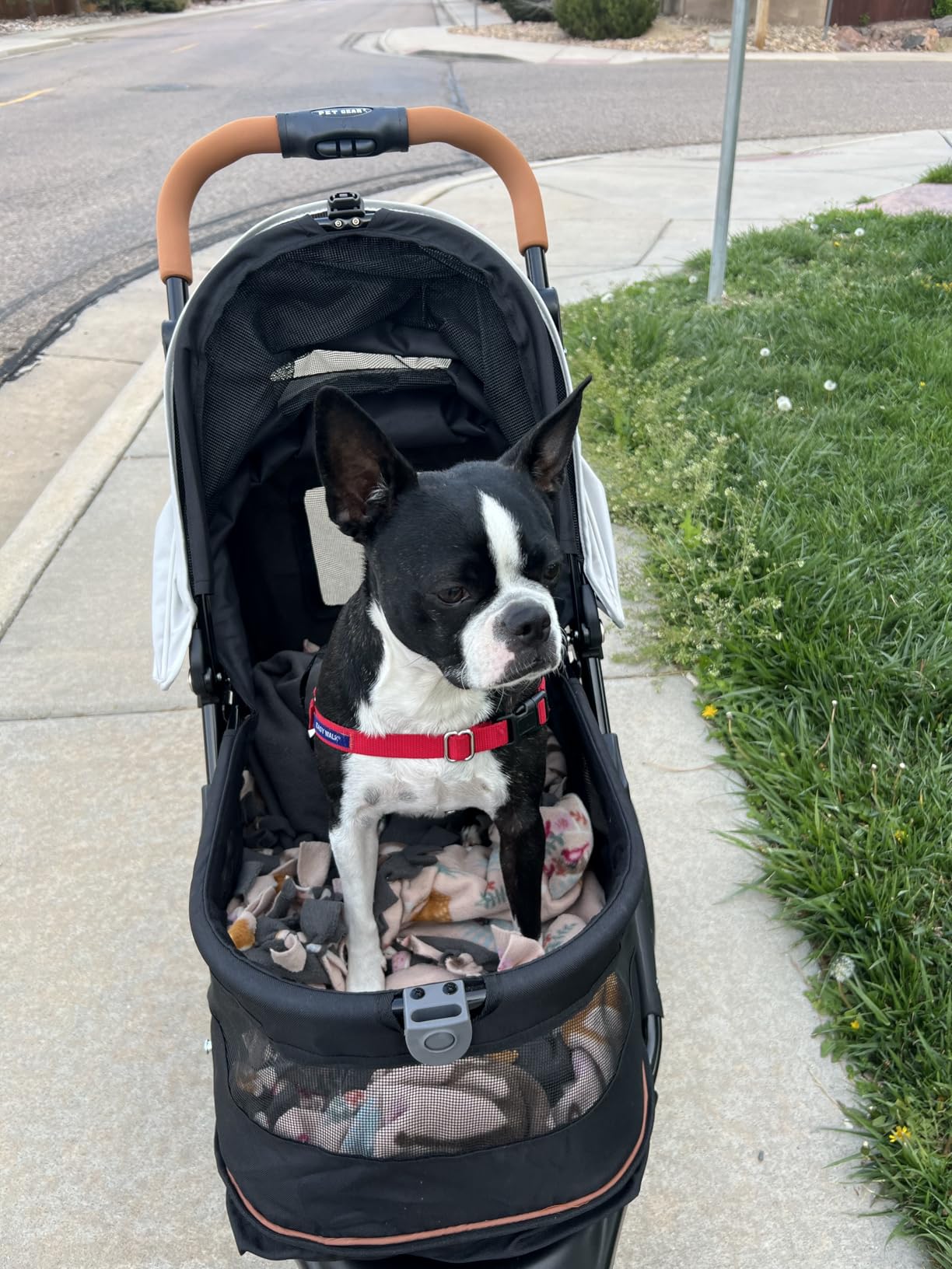 Pet Gear No-Zip AT3 Pet Stroller for Cats/Dogs, Sea Salt | Zipperless Entry, Easy One-Hand Fold, Jogging Tires, Removable Liner, Cup Holder + Storage Basket customer photo 1