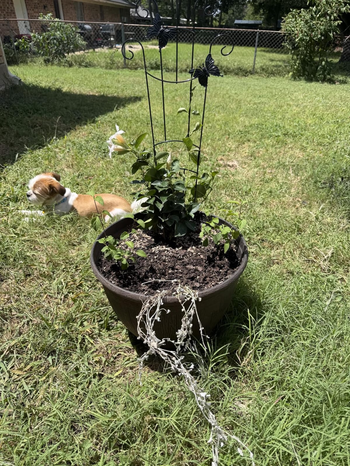 Plant Trellis for Climbing Plants Indoor Outdoor, 2 Pack 33 Inch Expandable Metal Trellis for Potted Plants, Flowers Vine Ivy, Sturdy Climbing Plant Support for Indoor & Outdoor Houseplants with Ties customer photo 2