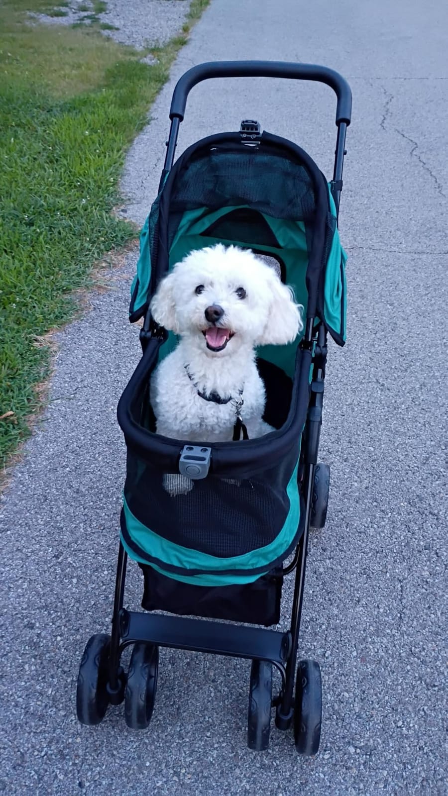 Pet Gear No-Zip Happy Trails Lite Pet Stroller, Green Clover | Zipperless Entry, Easy Fold with Removable Liner, Safety Tether, Storage Basket + Cup Holder, For Cats/Dogs customer photo 2