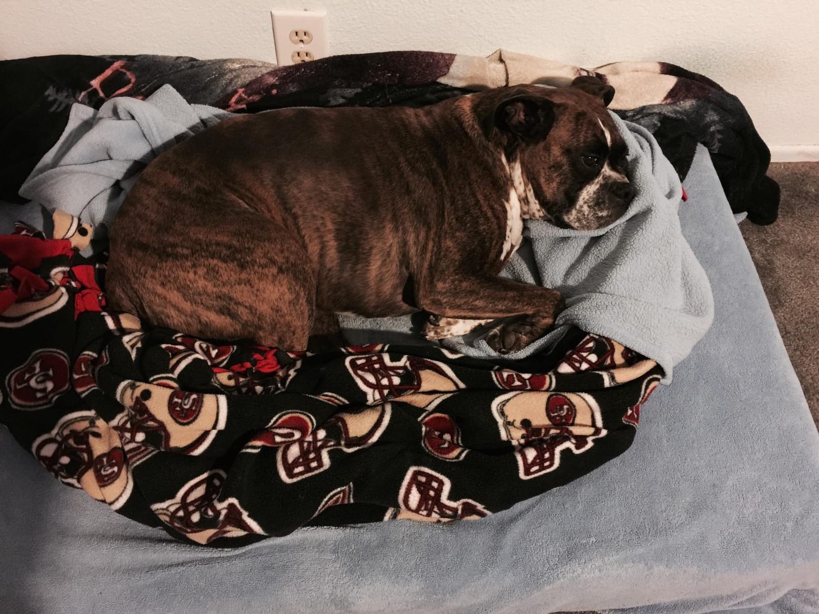 Barker Beds Large Orthopedic Dog Bed - 7