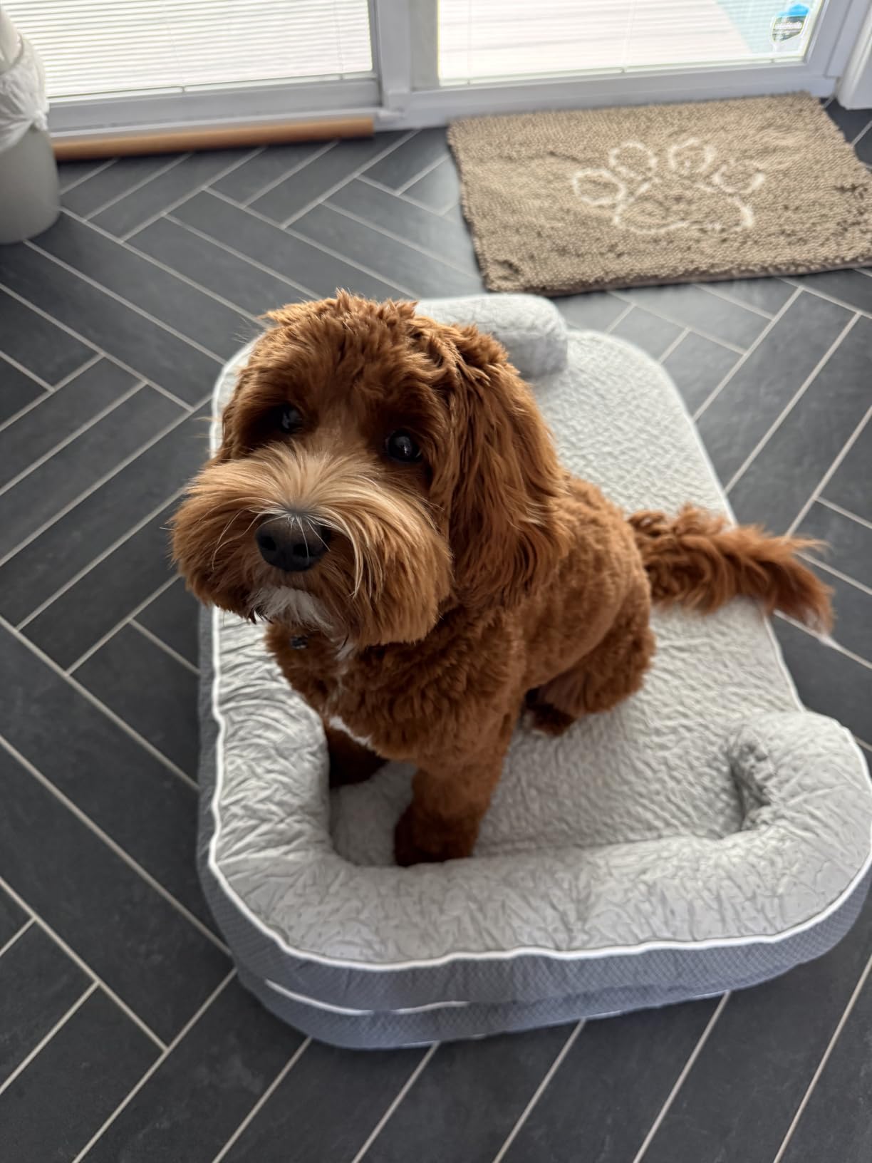 LE SURE RealOrtho™ XL 3-Layer Orthopedic Dog Beds Large Sized Dog, 42
