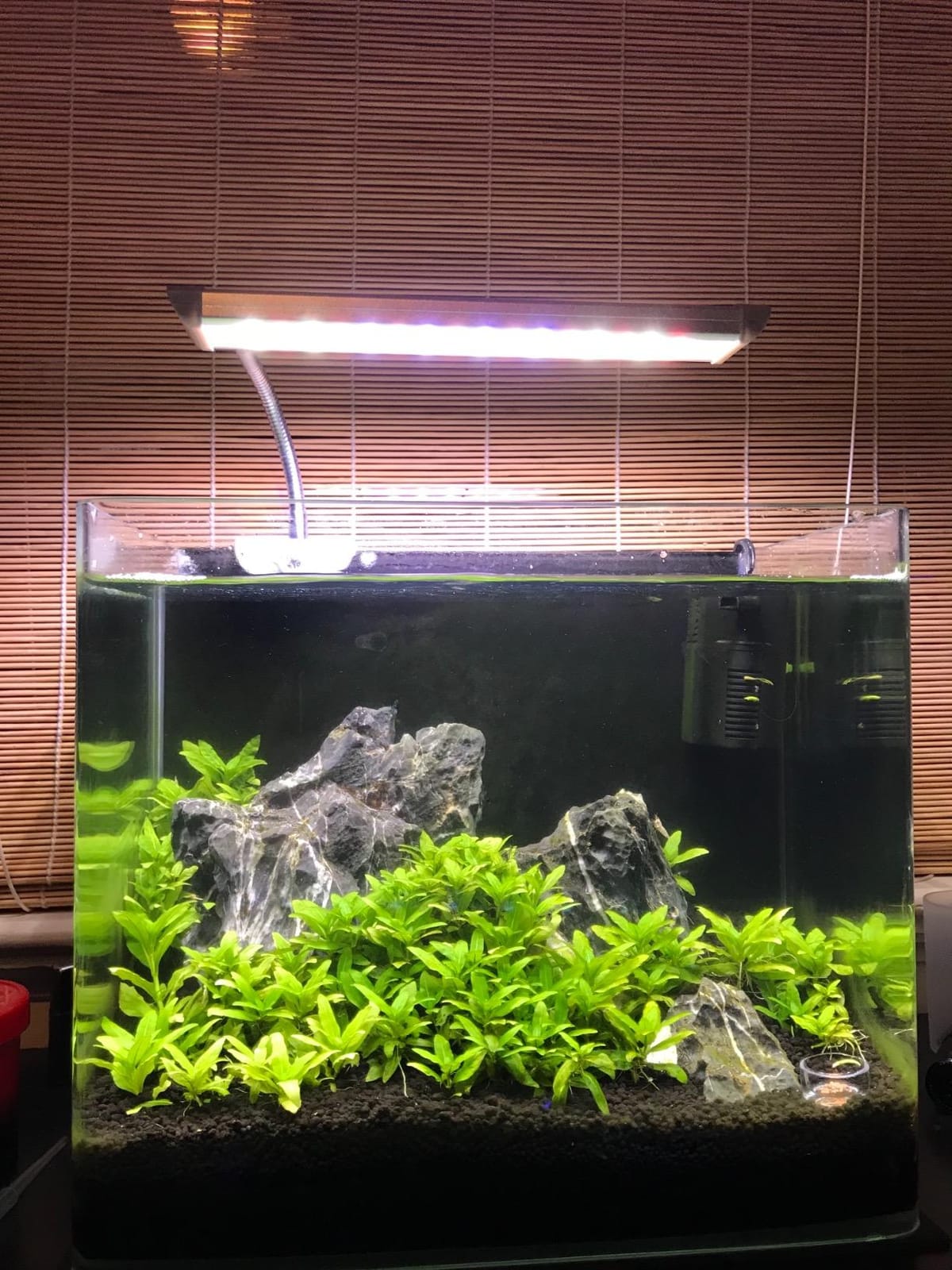 PENN-PLAX Water-World Radius Desktop Nano Aquarium Kit – Includes LED Light, Internal Filter, and Mat – Perfect for Shrimp and Small Fish – 10 Gallon Tank customer photo 1