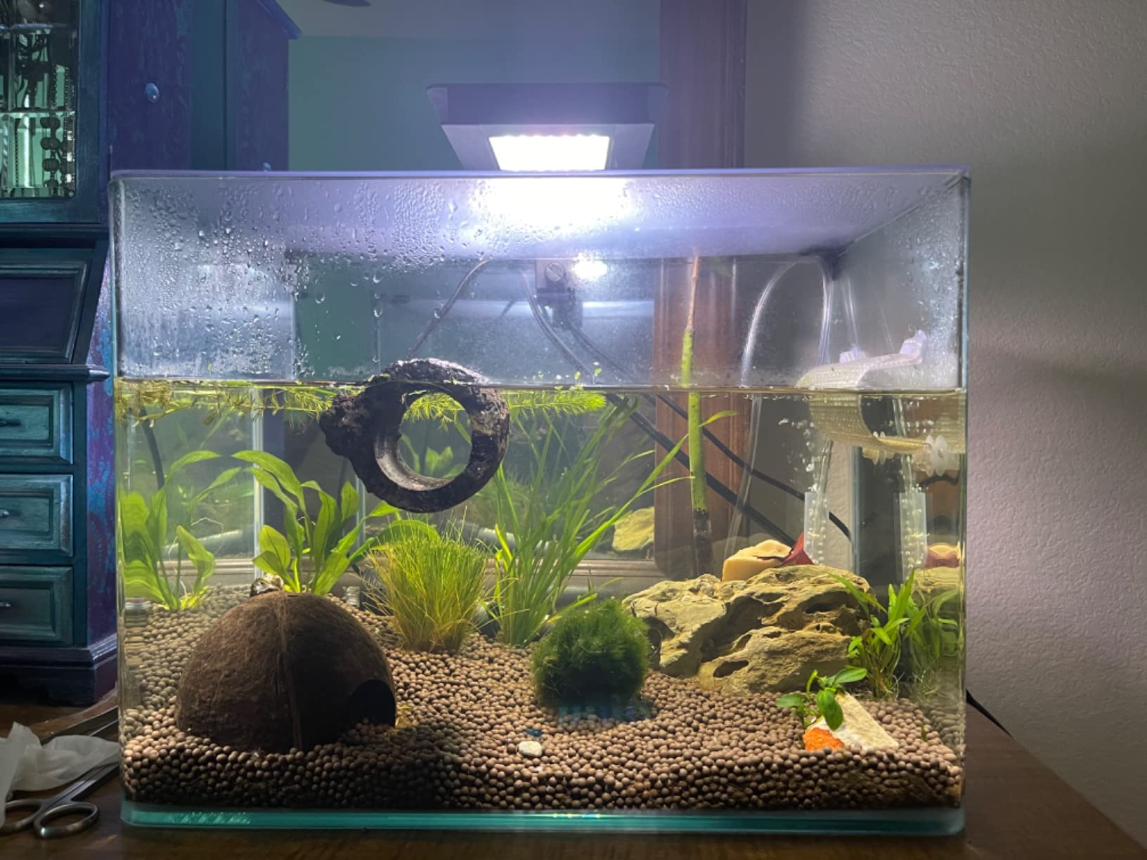 PENN-PLAX Water-World Radius Desktop Nano Aquarium Kit – Includes LED Light, Internal Filter, and Mat – Perfect for Shrimp and Small Fish – 10 Gallon Tank customer photo 2