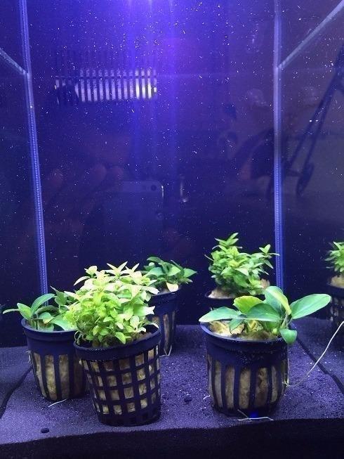 Fluval SPEC Aquarium Kit, 5-Gallon customer photo 1