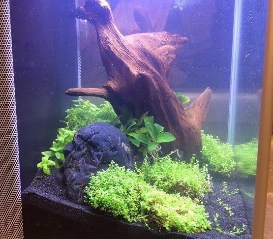 Fluval SPEC Aquarium Kit, 5-Gallon customer photo 2
