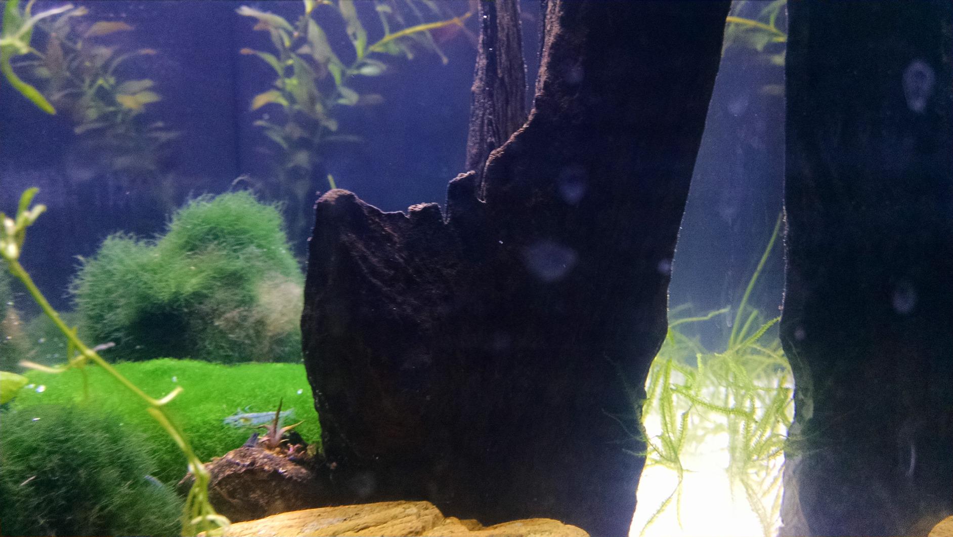 Fluval SPEC III Aquarium Kit, 2.6 Gallon, White customer photo 1