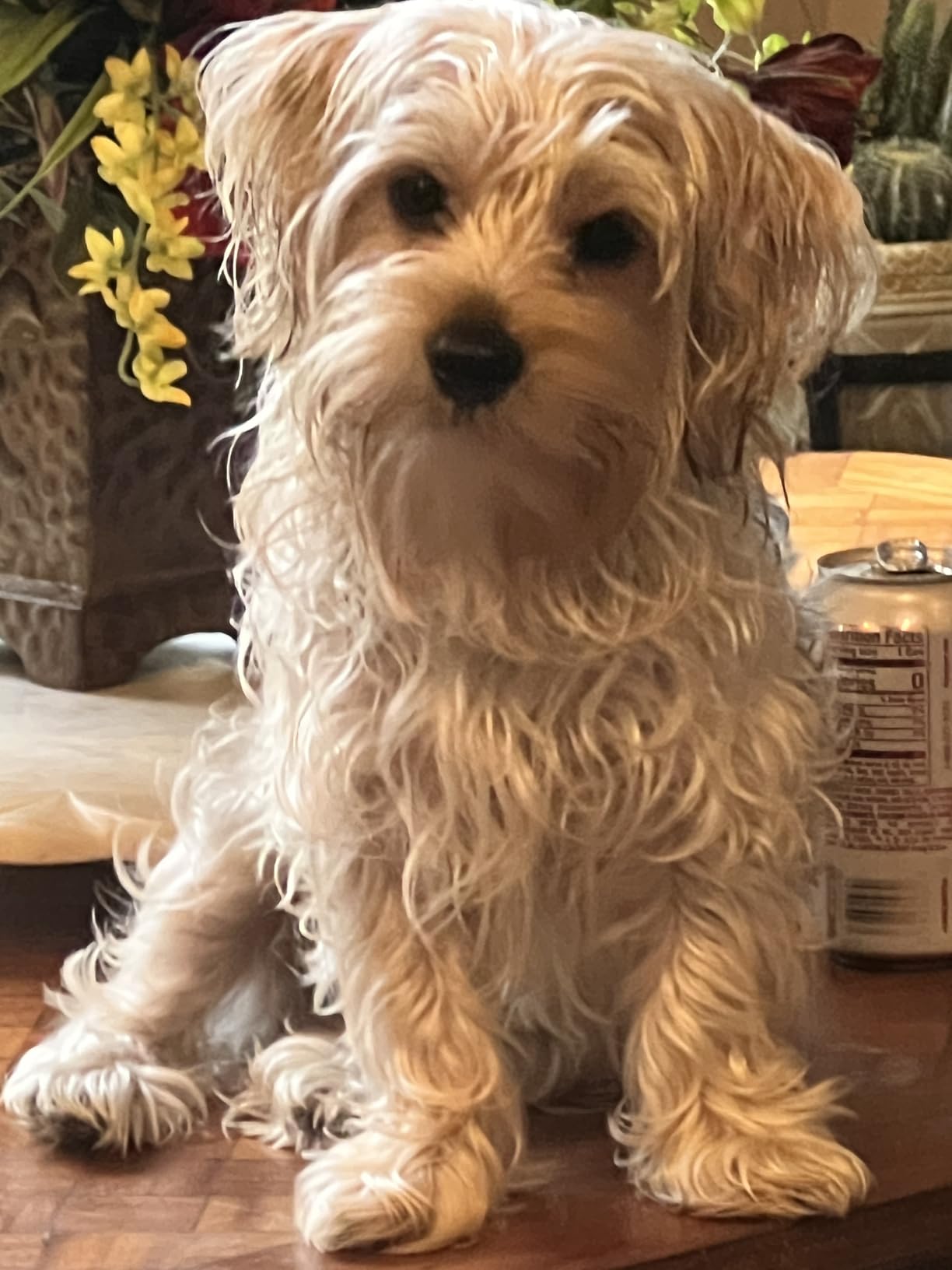 Seresto Small Dog Vet-Recommended Flea & Tick Treatment & Prevention Collar for Dogs Under 18 lbs | 8 Months Protection customer photo 1