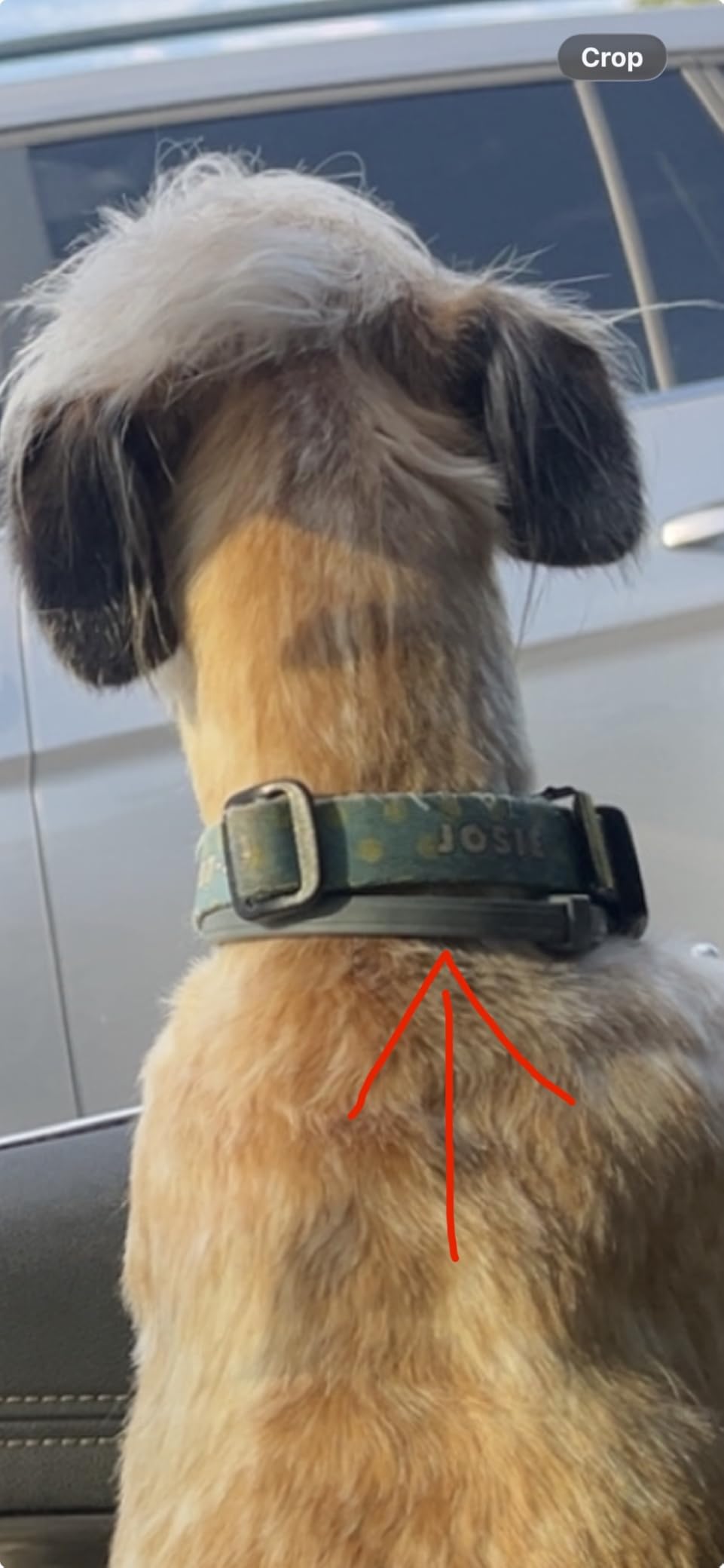 Seresto Small Dog Vet-Recommended Flea & Tick Treatment & Prevention Collar for Dogs Under 18 lbs | 8 Months Protection customer photo 2