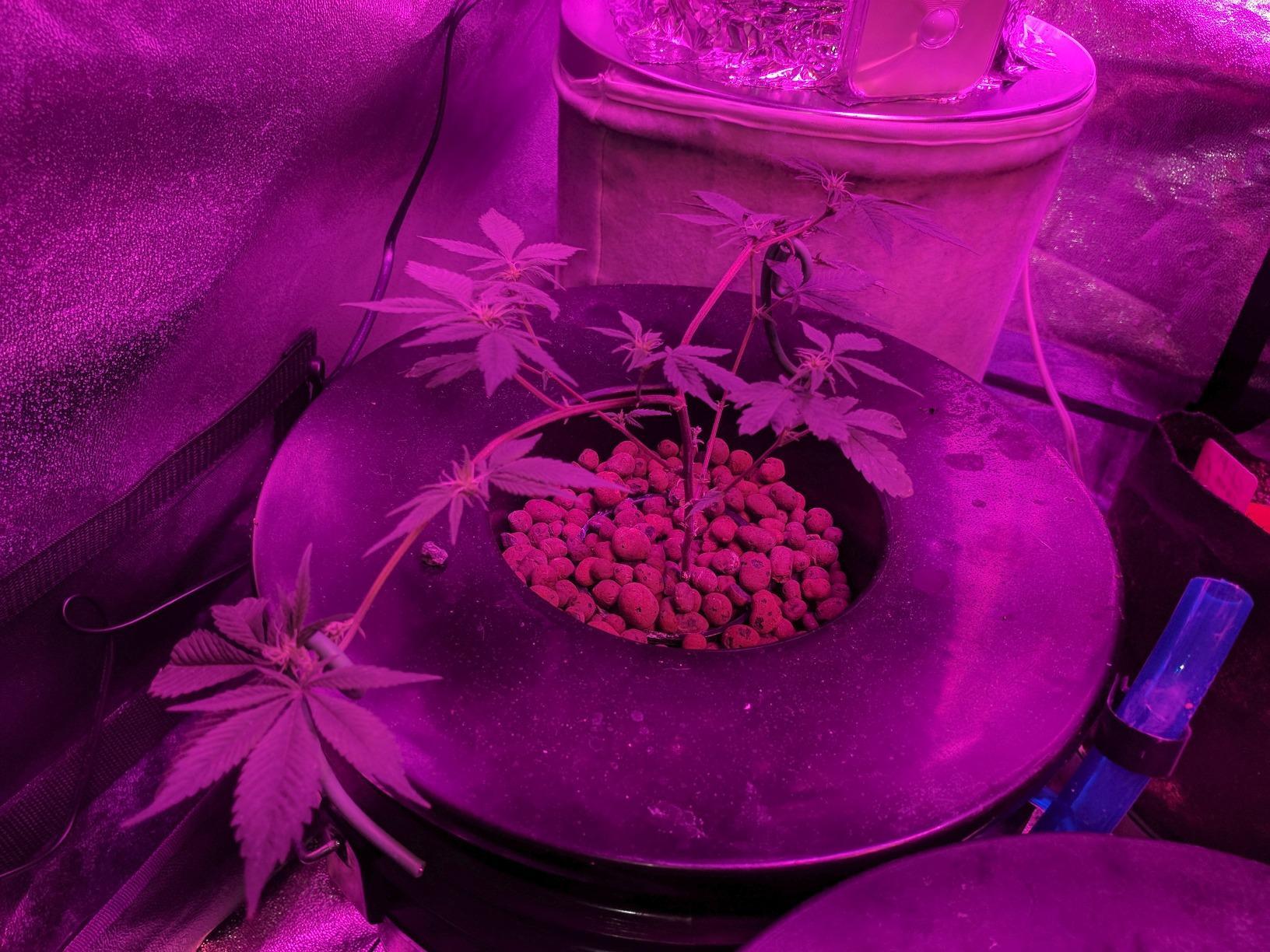 Deep Water Culture (DWC) Hydroponic Bubbler Bucket Kit by PowerGrow ® Systems (4) 5 Gallon - 6