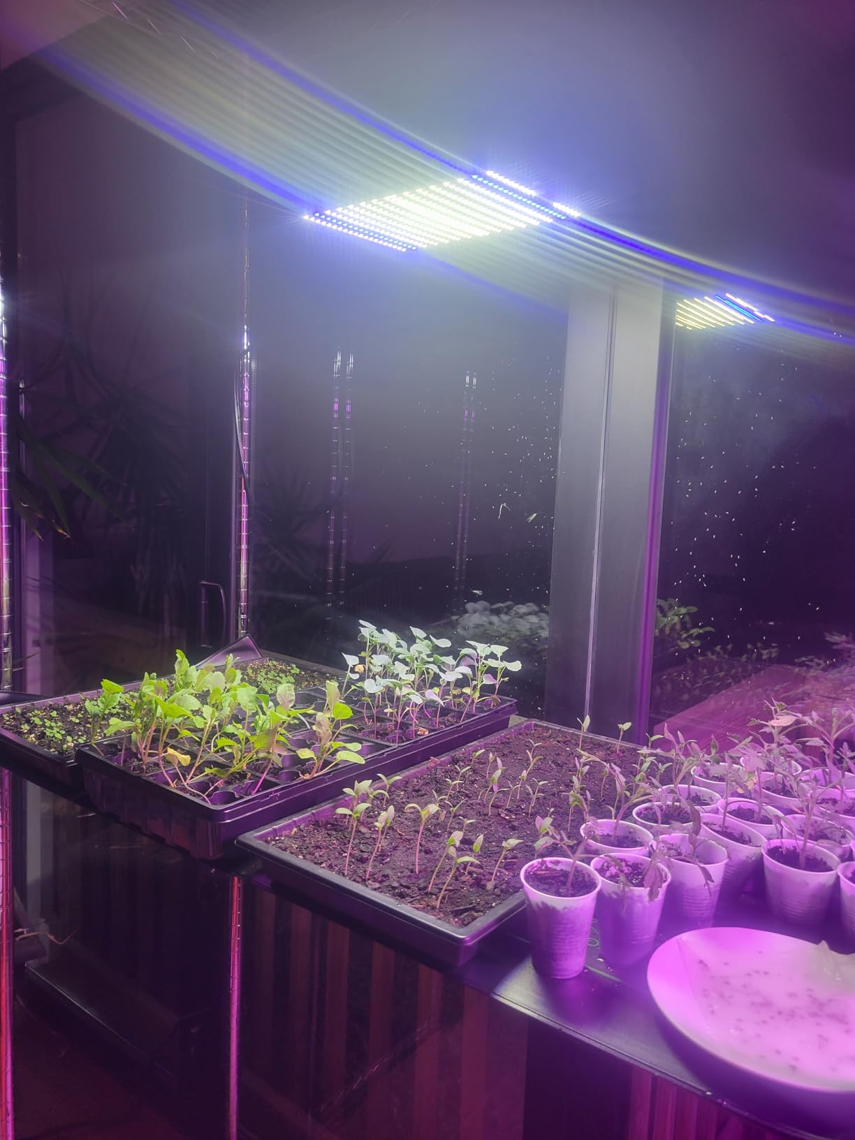 BESTVA DC1000 Grow Light for Indoor Plants, Full Spectrum LED Plant Light customer photo 1