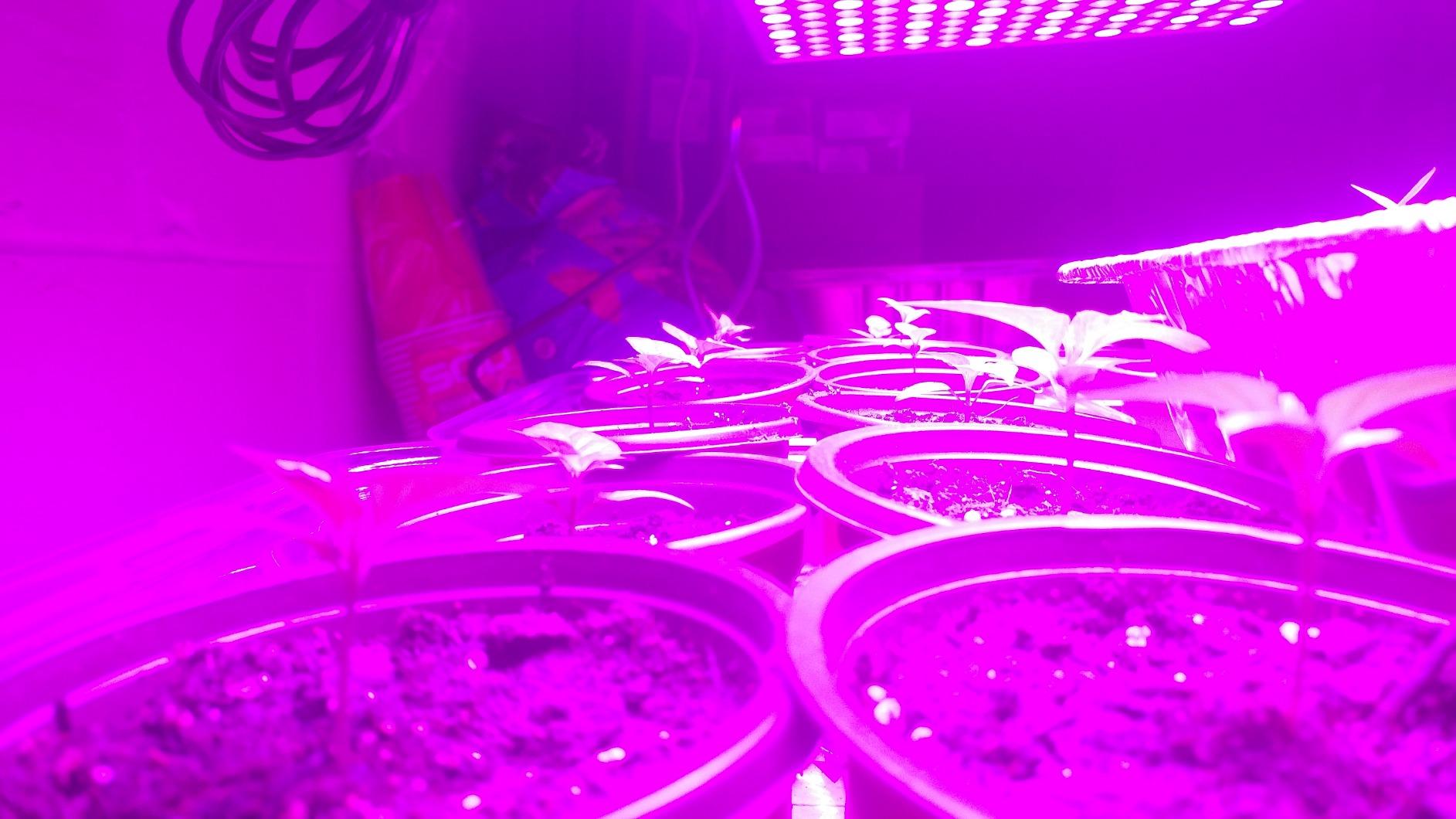 LED Grow Light 225 LEDs Plant Lights Red Blue White Panel Growing Lamps for Indoor Plants Seedling Vegetable and Flower (2 Pack) customer photo 2