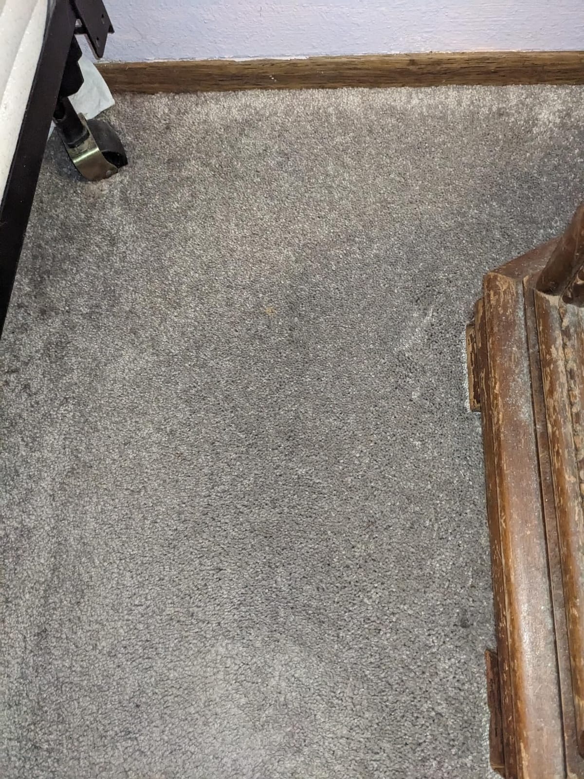 Miele Classic C1 Pure Suction Vacuum for Hard Floors & Low-Pile Carpet customer photo 2