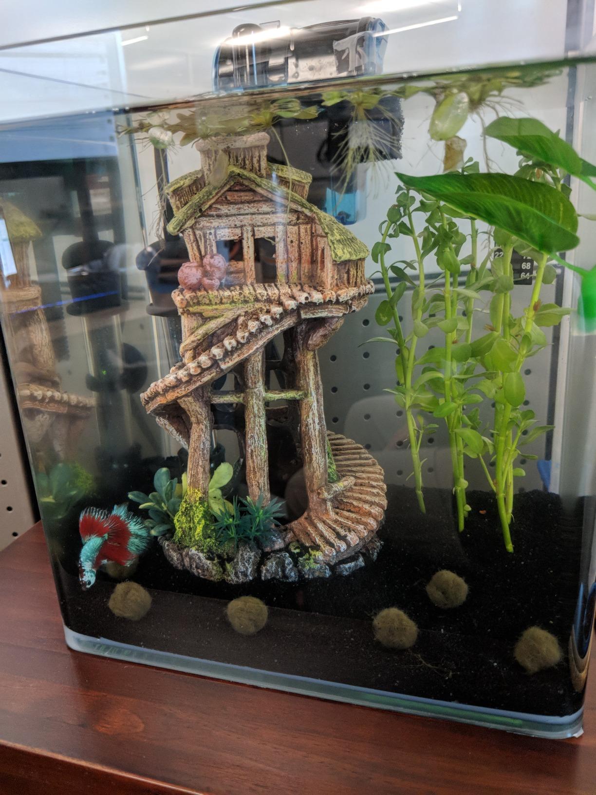 Penn-Plax Water-World Vertex Desktop Aquarium Kit - Perfect for Shrimp & Small Fish - 5 Gallon Tank customer photo 2