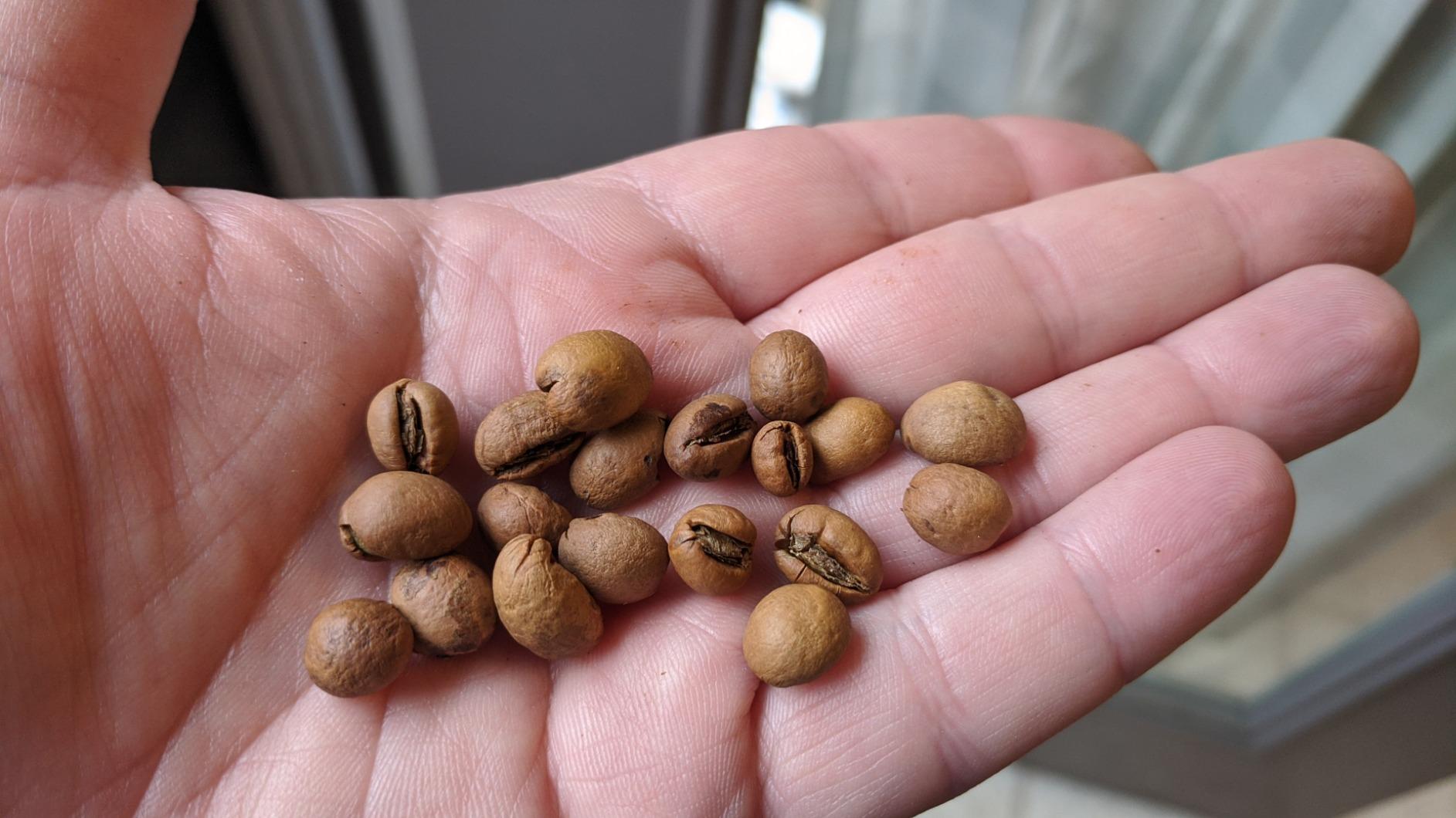 Nguyen Coffee Supply - Truegrit Robusta: Medium Roast Premium Whole Coffee Beans, Vietnamese Single Origin, Direct Trade, Low Acid with High Caffeine Content, Roasted in Brooklyn [12 oz Bag] customer photo 1