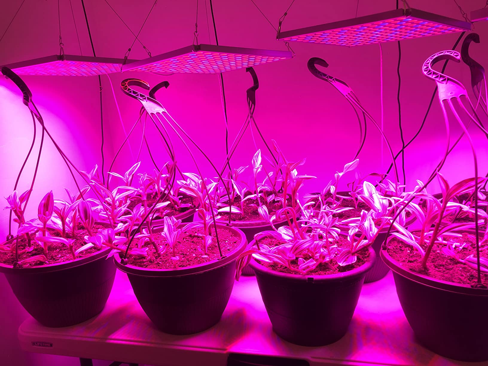Diboys LED Grow Light for Indoor Plants, 45W Plant Lights Full Spectrum Panel Grow Light for Seedlings, Succulents, Micro Greens, Vegetable and Flower, 2 Pack customer photo 1