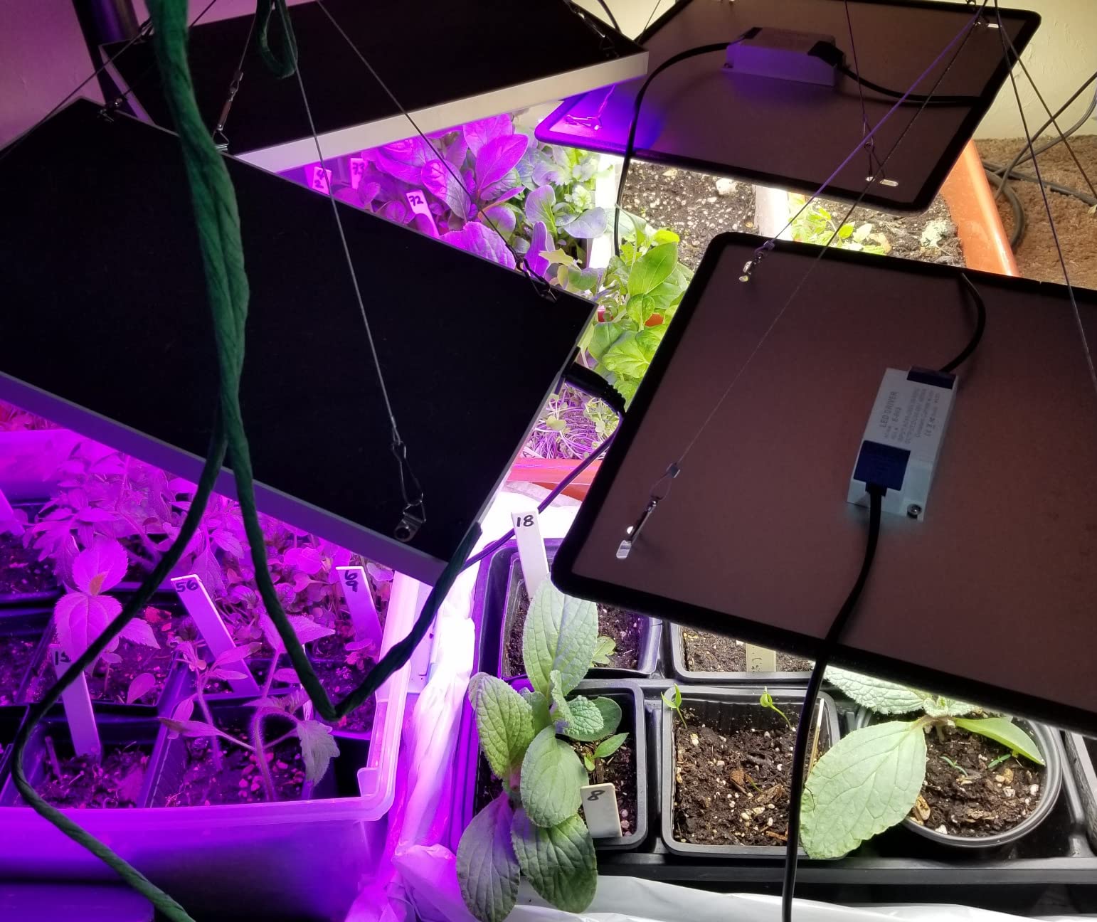Diboys LED Grow Light for Indoor Plants, 45W Plant Lights Full Spectrum Panel Grow Light for Seedlings, Succulents, Micro Greens, Vegetable and Flower, 2 Pack customer photo 2