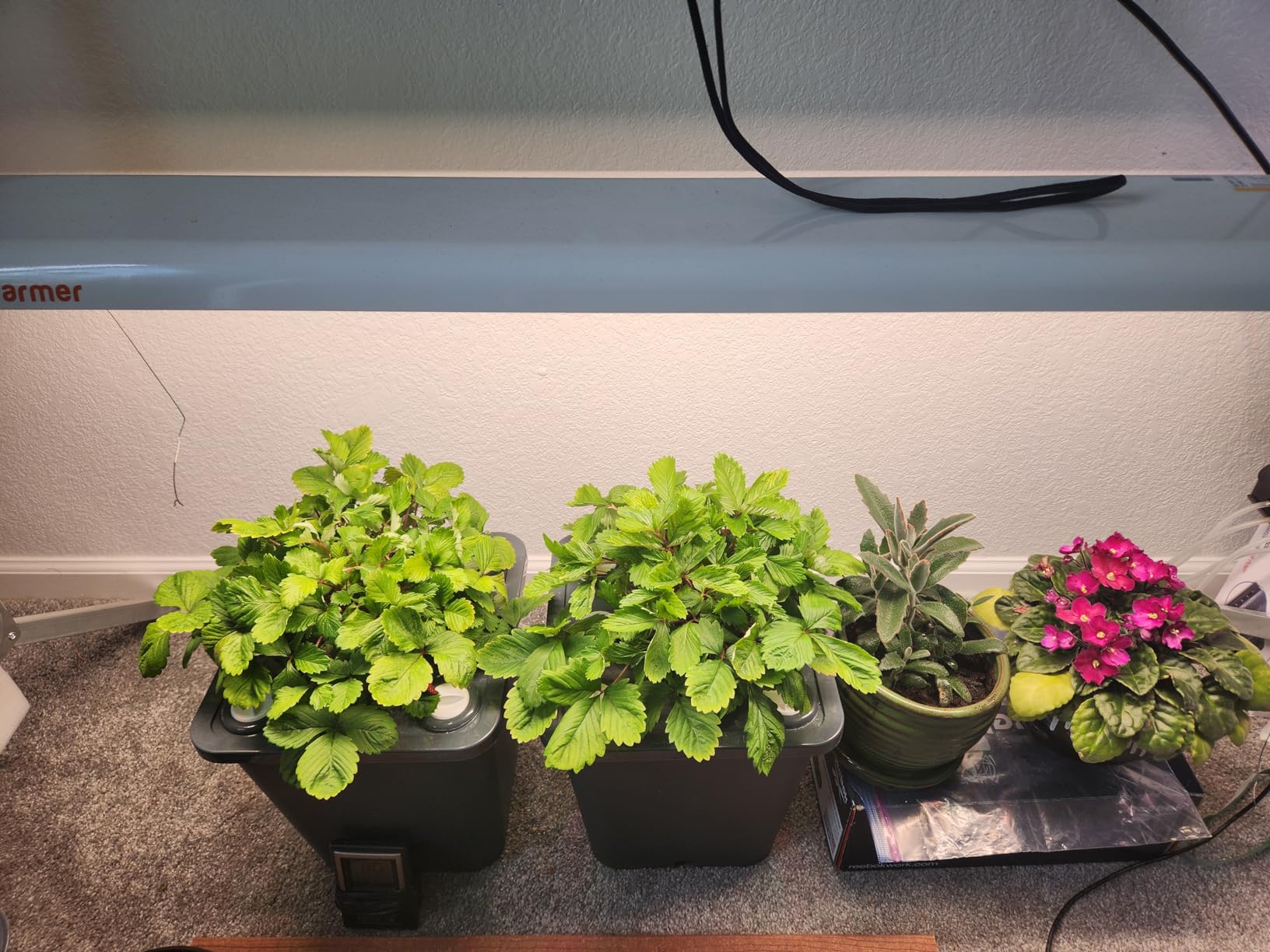 4 Hydroponic Buckets Kit for Plants, Hydroponics Growing System for Herbs/Tomato/Vegetables, DWC System with Air Pump & Germination Tray (Complete Indoor Hydroponic Gardening Supplies) customer photo 1