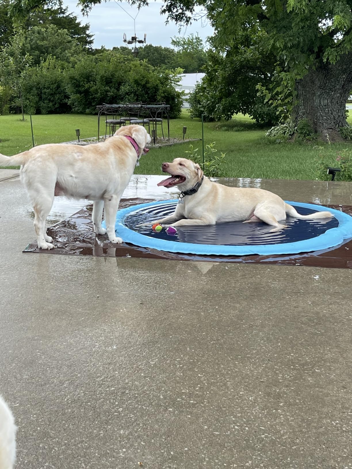 Raxurt Non-Slip Splash Pad for Kids and Dog, 67'' Splash Pad Thicken 0.58mm for Kids Ages 4-8 Toddler Baby Splash Sprinkler Pad Dog Pool Summer Outdoor Water Toys for Boys Girls customer photo 1