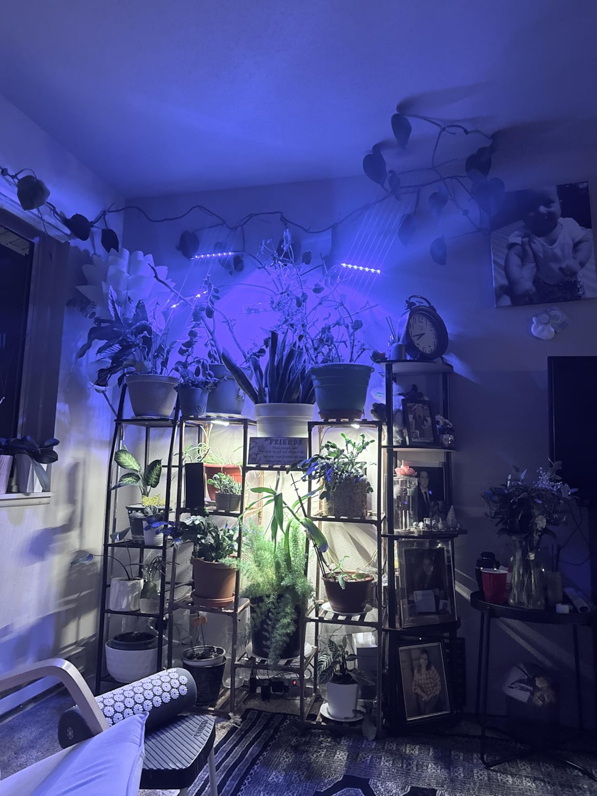 Shyineyou Grow Lights for Indoor Plants Full Spectrum, 80 LEDs Plant Lights for Indoor Growing with 3/9/12H Timer, 3 Color Modes & 9 Brightness, 4 Heads Clip-On Plant Grow Light customer photo 1