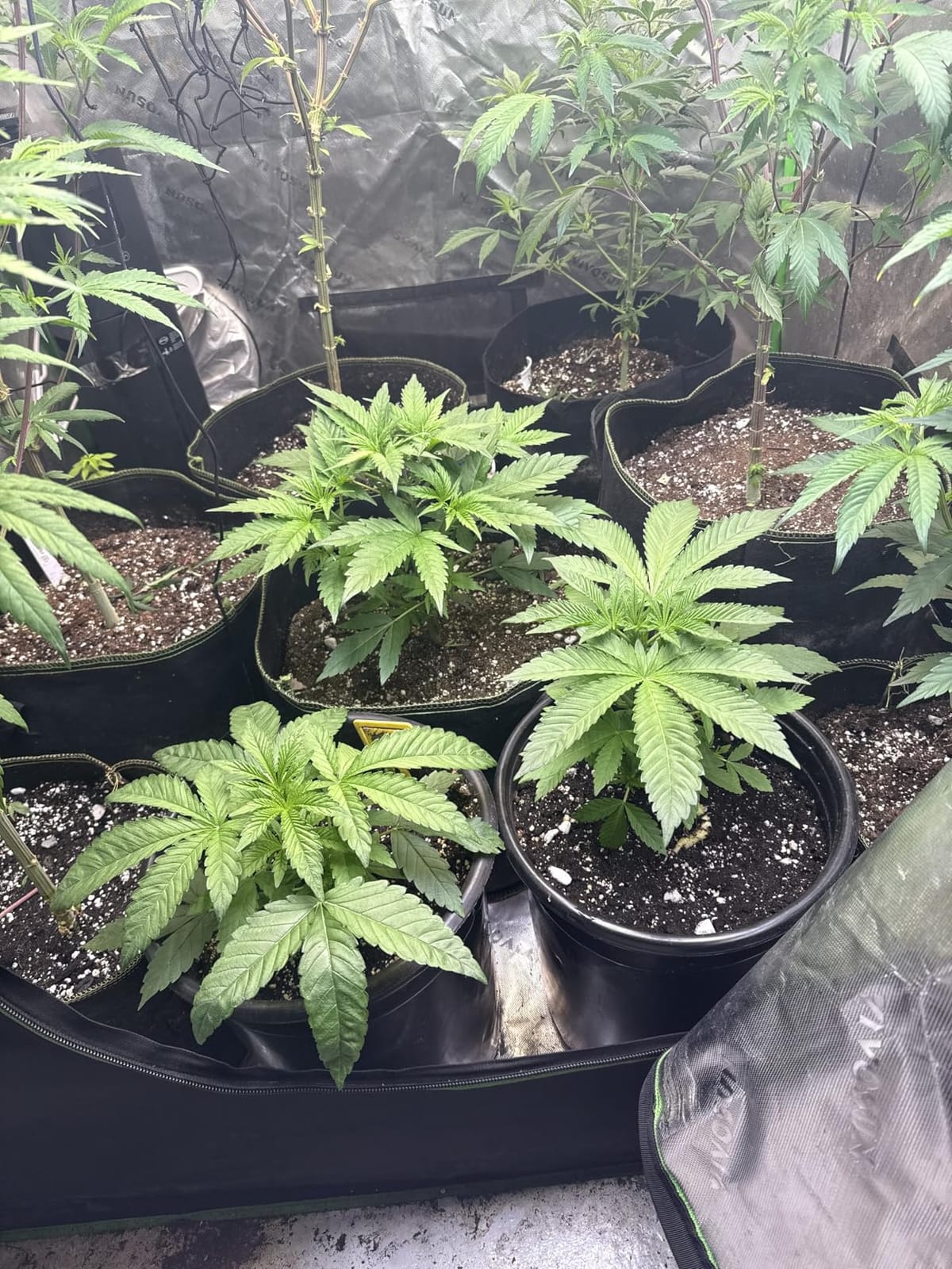 zazzy 2'x2' Grow Tent 24