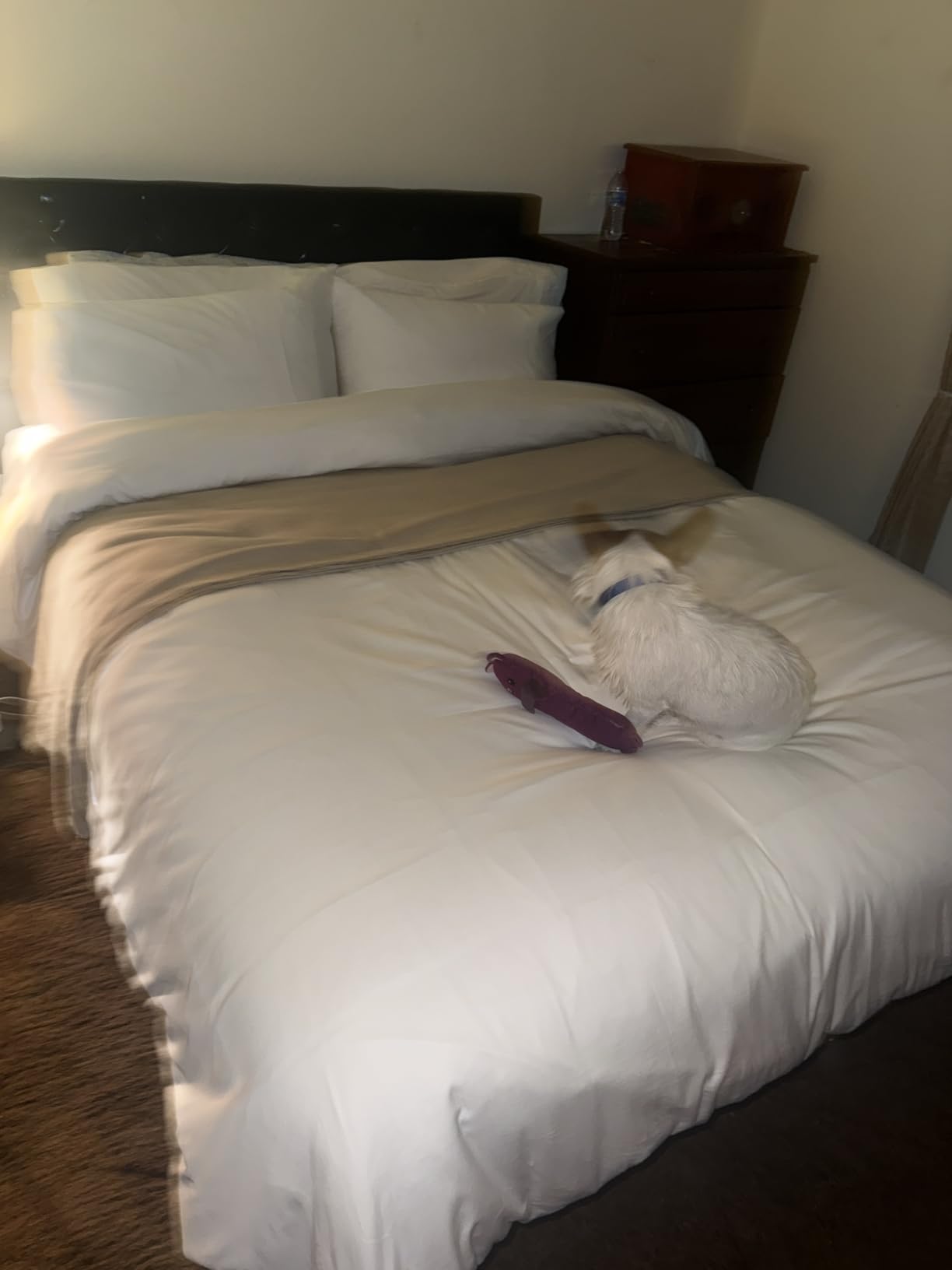 Soft Natural 100% Cotton Sateen Queen Sheets, 4 Pc Set, Bright White customer photo 1