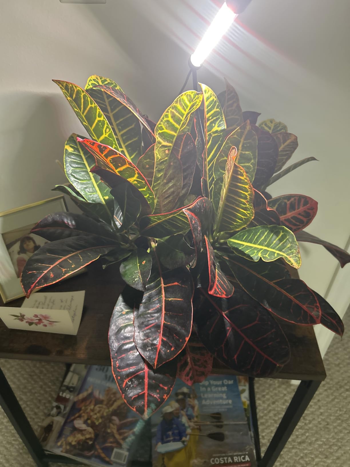 Plant Grow Light,48LED White Red 6000K Full Spectrum Gooseneck Growing Lamp customer photo 1