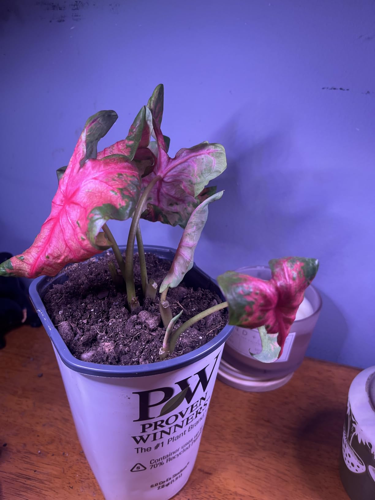 GYTF Halo Plant Grow Light, 6000K White LED Full Spectrum Growing Lamp for Indoor Plants, Succulents, Mini Bonsai, Small Plants, Height Adjustable, Dimmable & Timer 4/8/12/18Hrs customer photo 2
