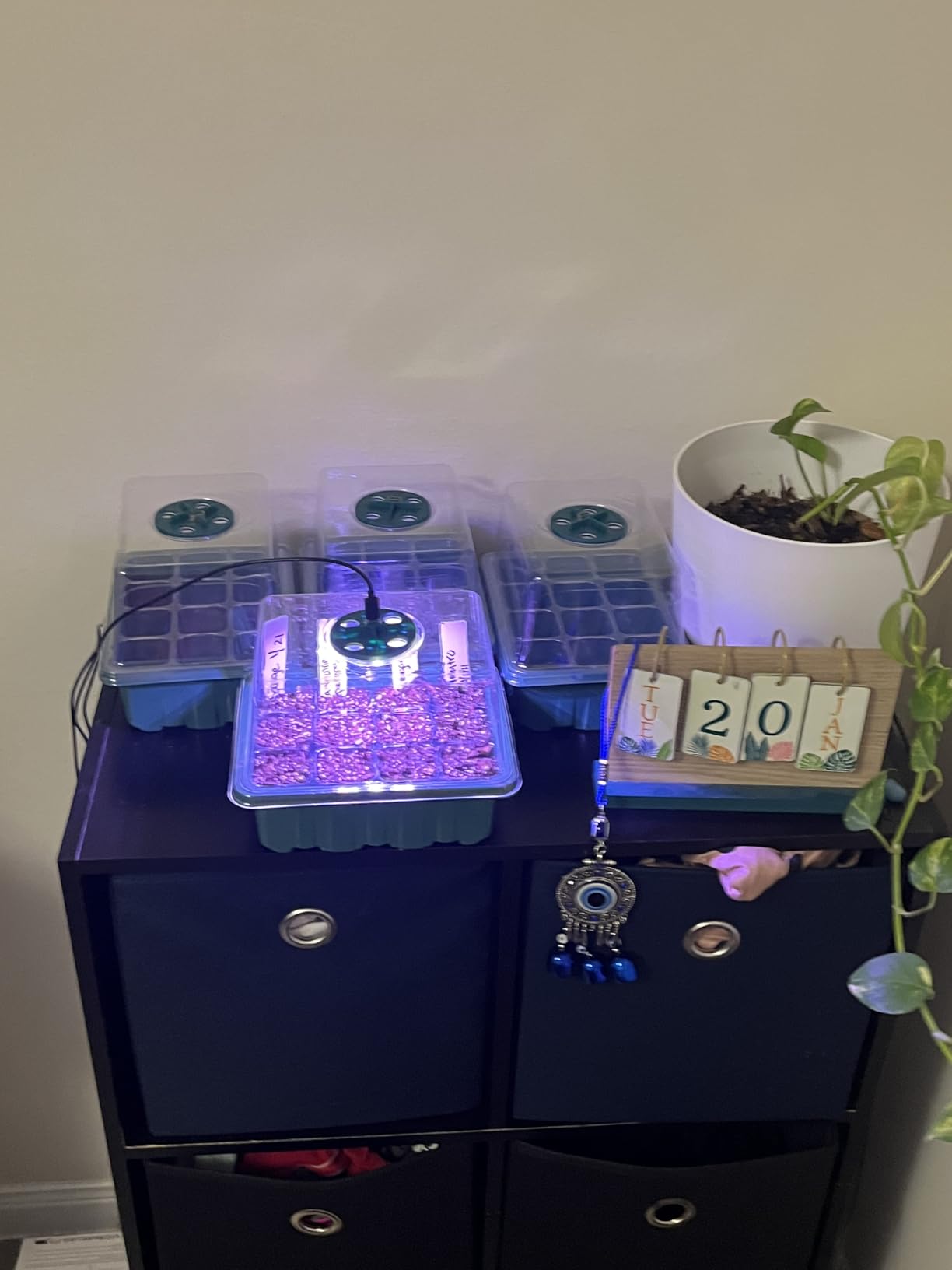 YAUNGEL Seed Starter Tray with Grow Light, 6 Pack Seed Starter Kit with Timing Controller Adjustable Brightness, Thicken Seedling Starter Trays with Humidity Domes Heightened Lids, Gift Box customer photo 2
