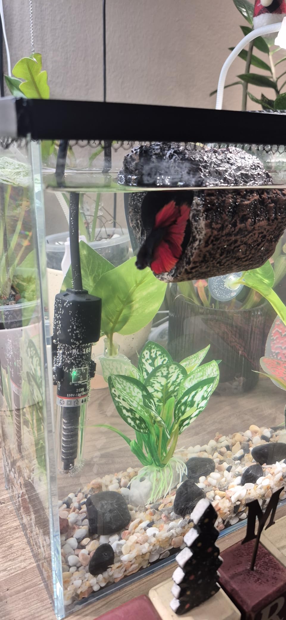 LAQUAL 10 Gallon Ultra Clear Glass Fish Tank, Rimless Low Iron Aquarium for Betta/Nano/Goldfish/Snail/Shrimp, Big Fish Tank & Cover Set & Feeding Ring & Cleaning Tools customer photo 1