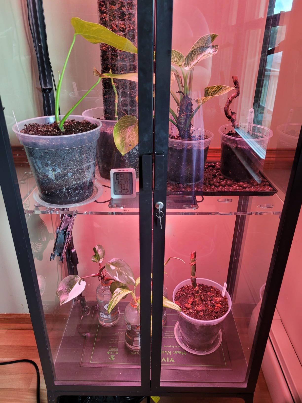 Barrina Grow Lights for Indoor Plants, 2 x 10W Ultra-Thin Grow Light Panel customer photo 1
